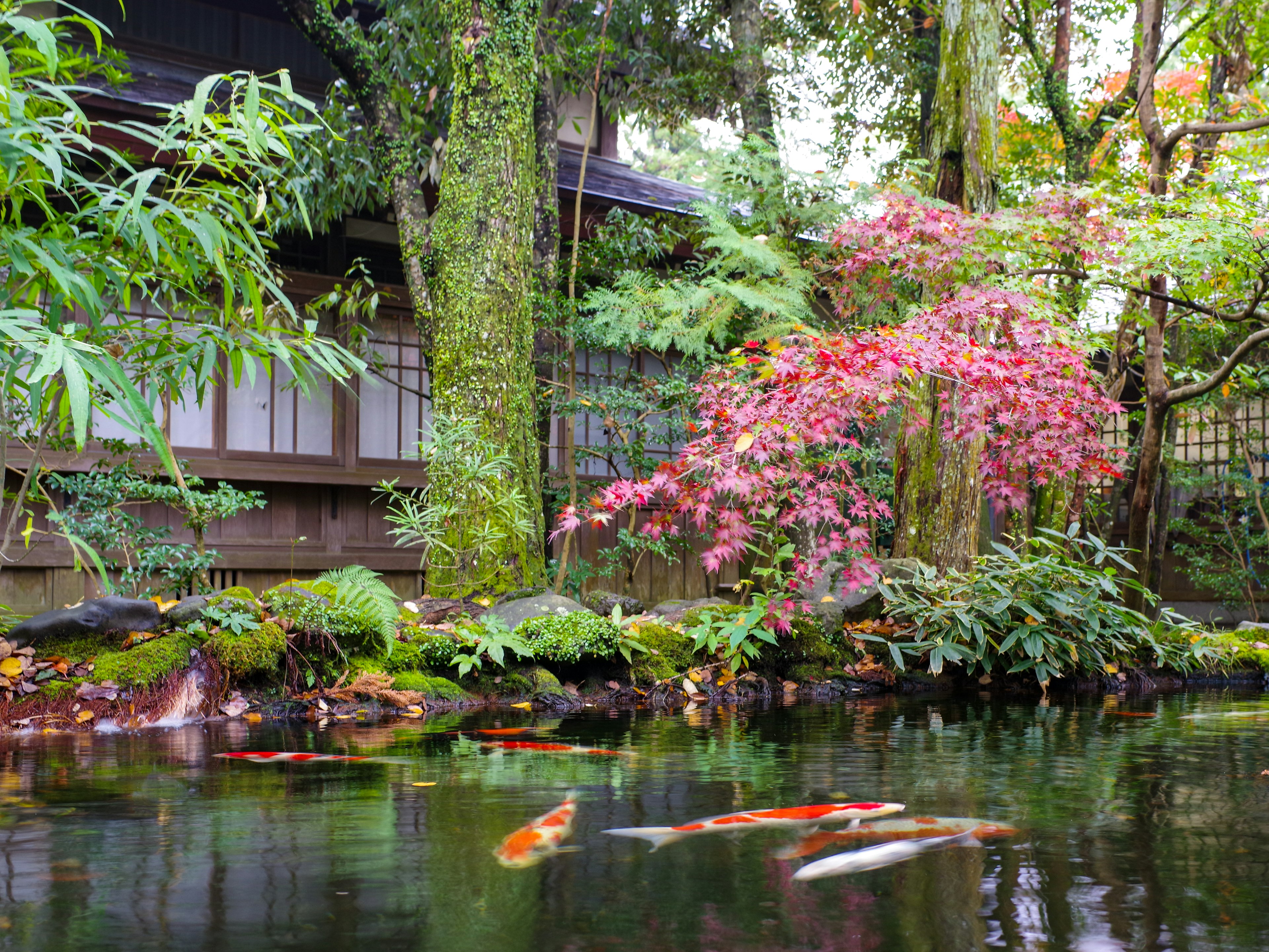 日本の庭にある池と色とりどりの鯉、紅葉した木々と静かな木造の建物