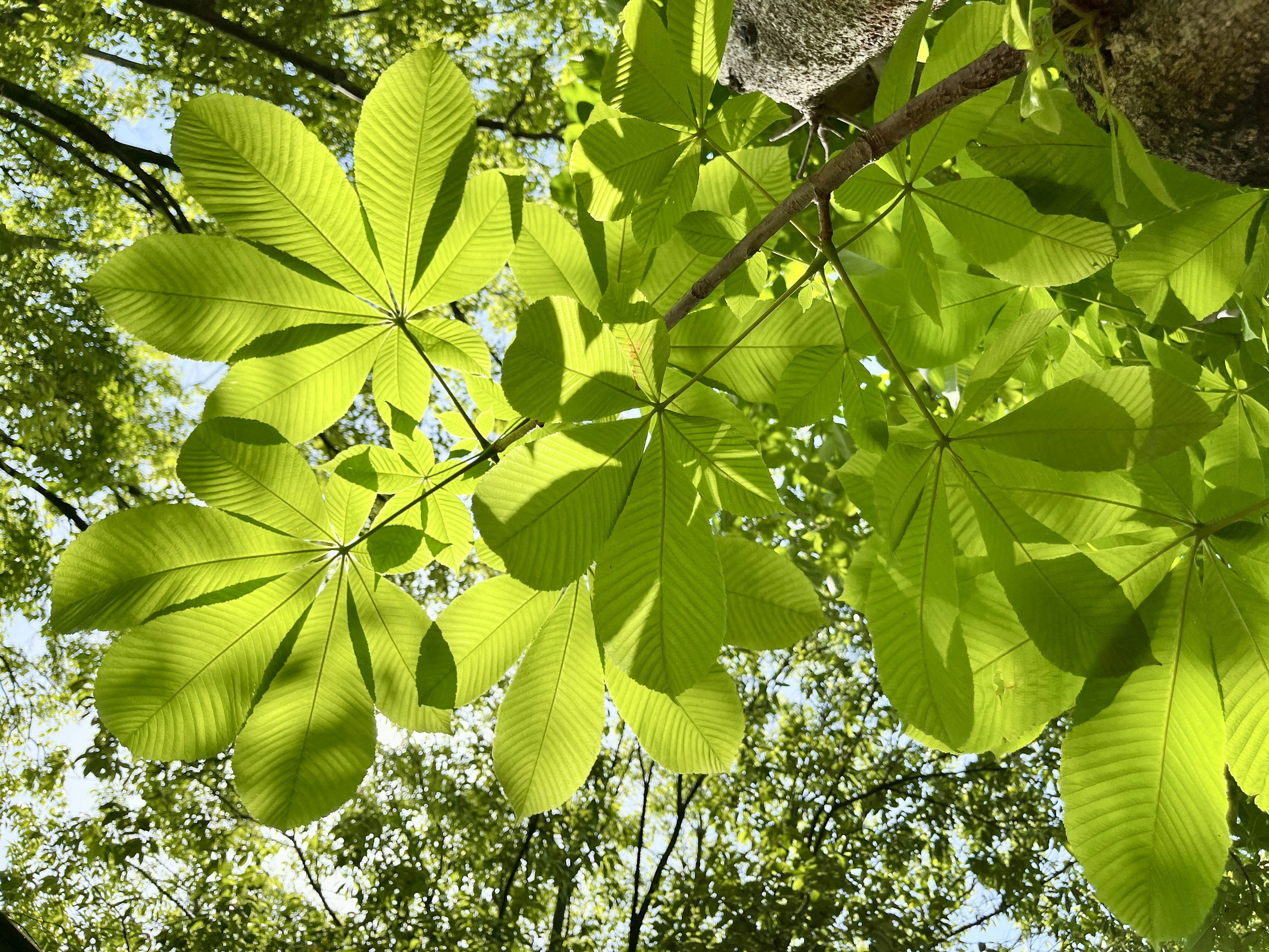 Vista de hojas verdes exuberantes y luz solar filtrándose a través de los árboles