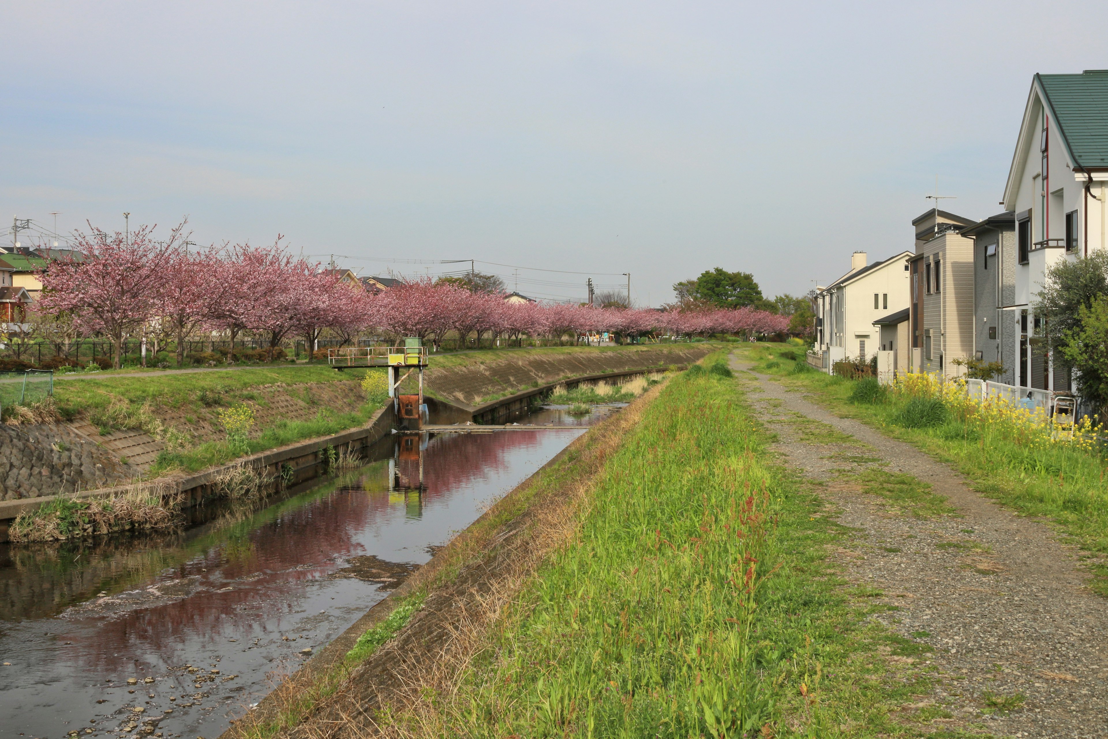 Vista escénica de cerezos en flor a lo largo de un río con casas cercanas