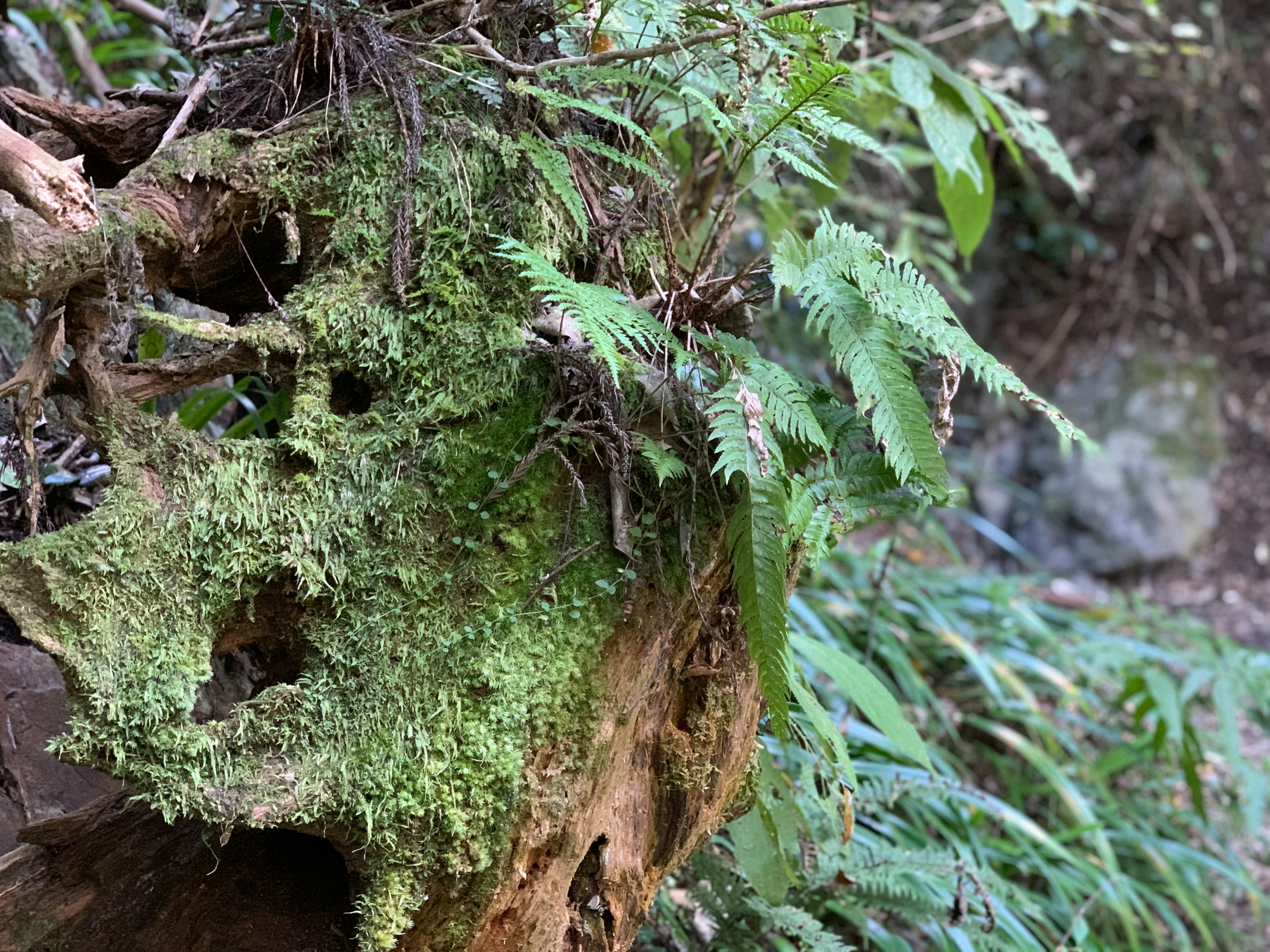 Acercamiento de musgo y hojas en raíces de árbol