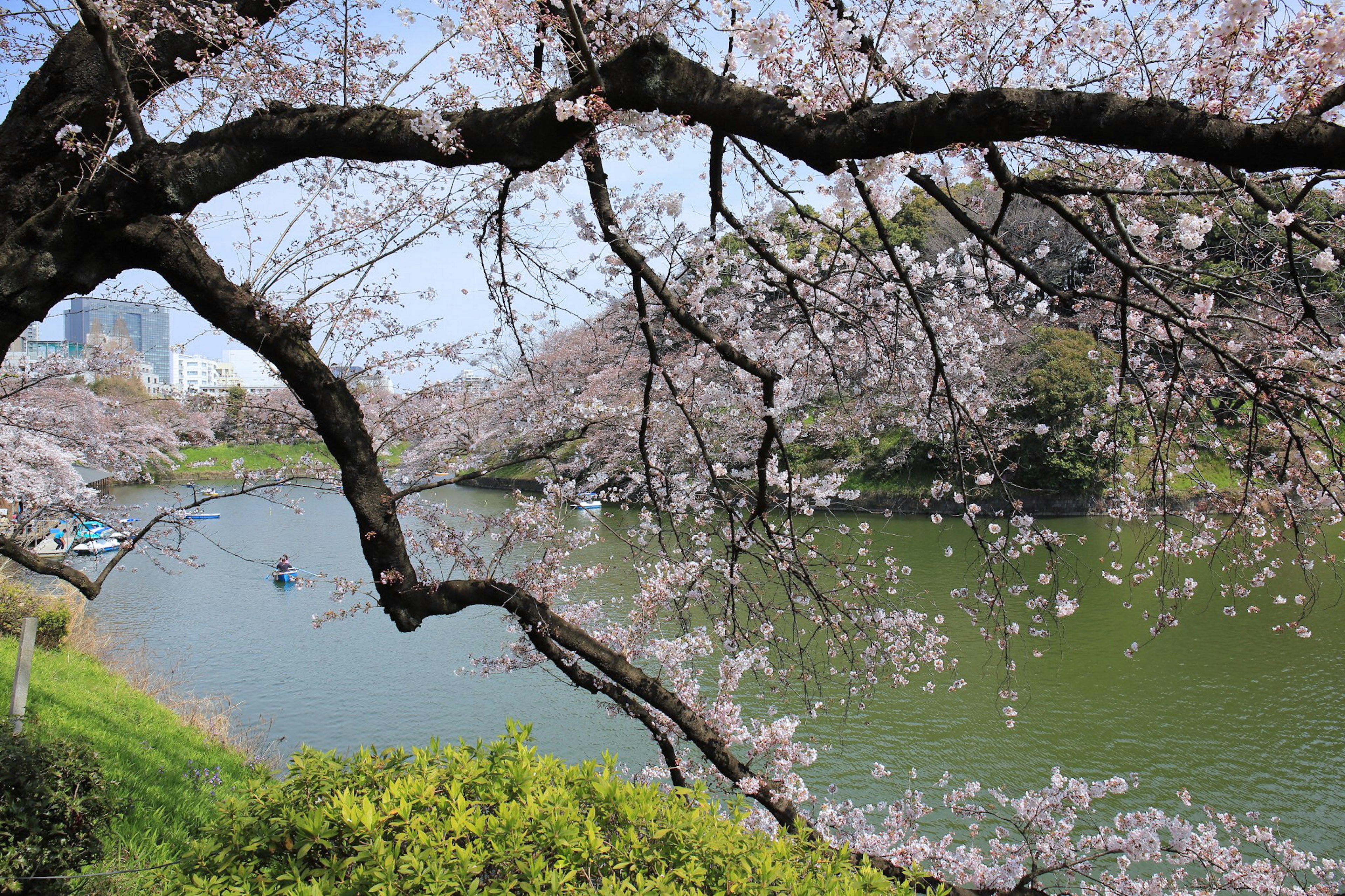 Cabang bunga sakura di atas danau tenang di musim semi