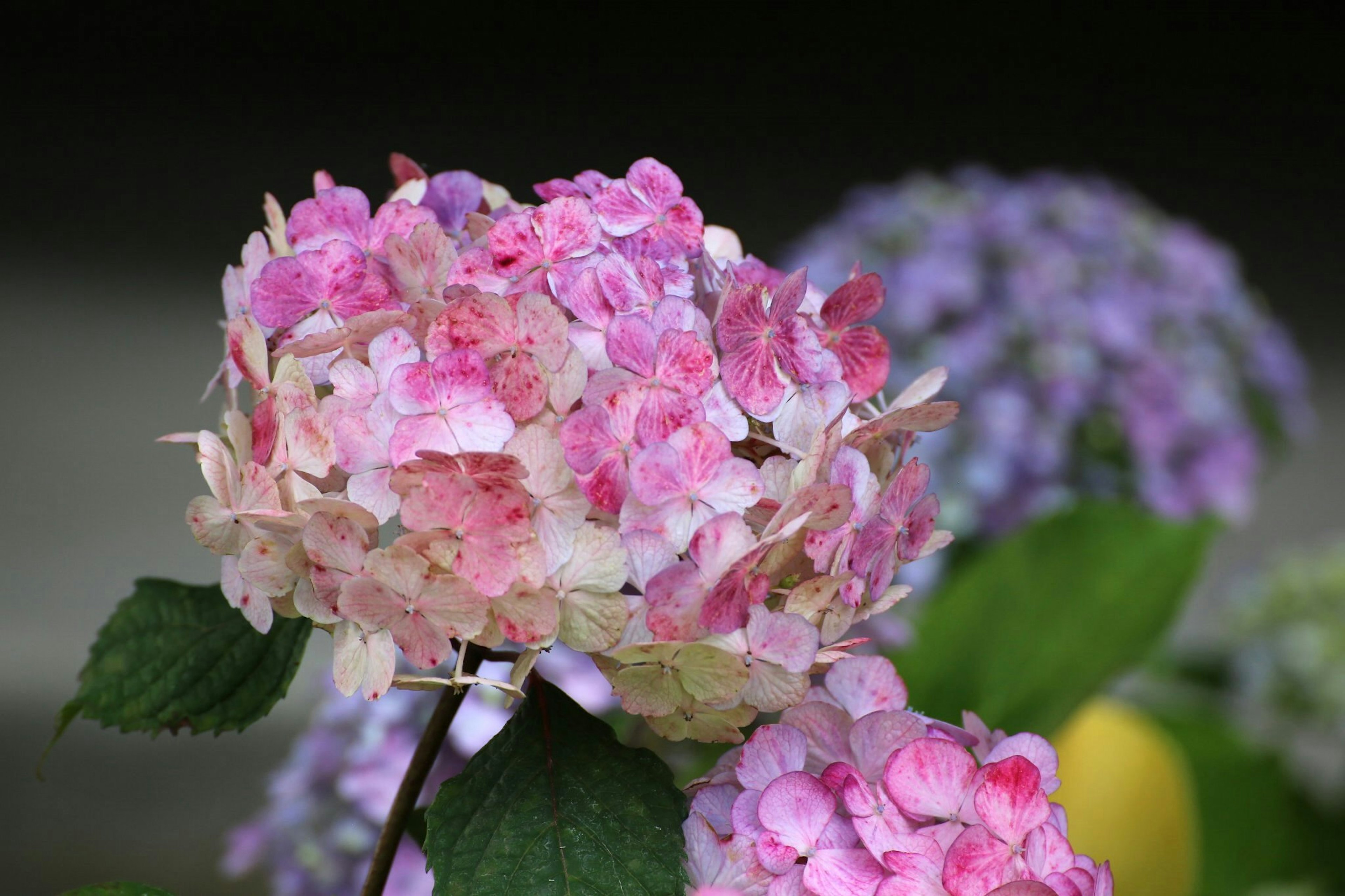 ดอกไฮเดรนเยียที่มีสีชมพูและสีม่วงสดใส