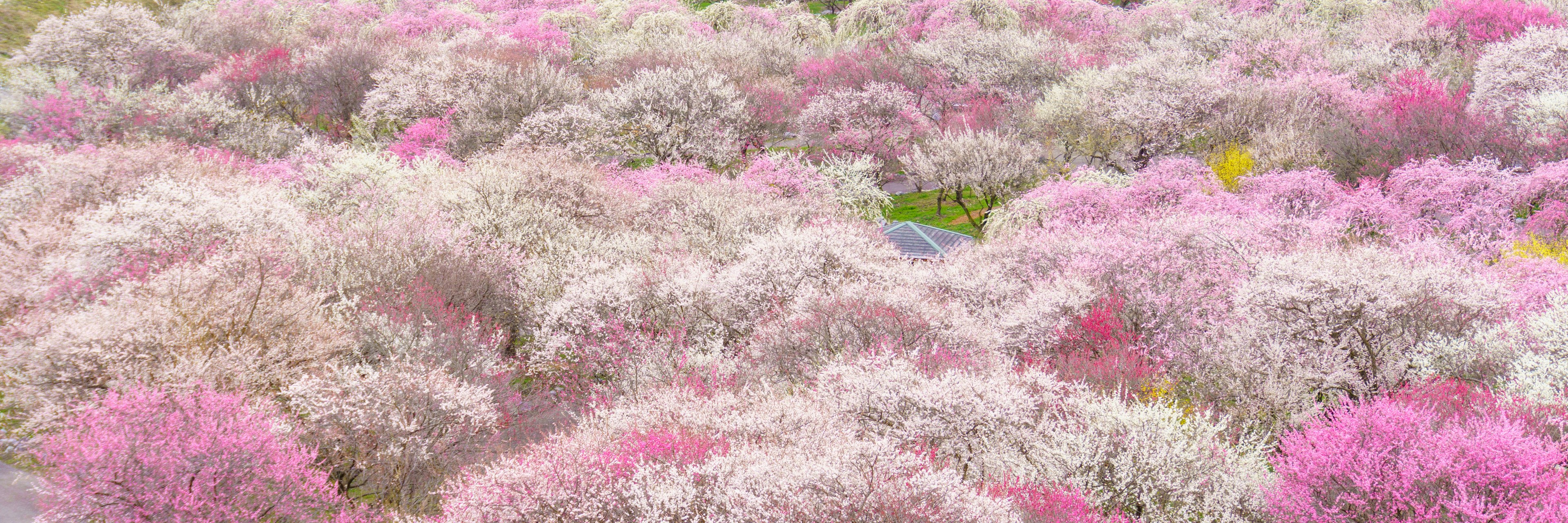 Lebendige Landschaft mit blühenden rosa Blumen