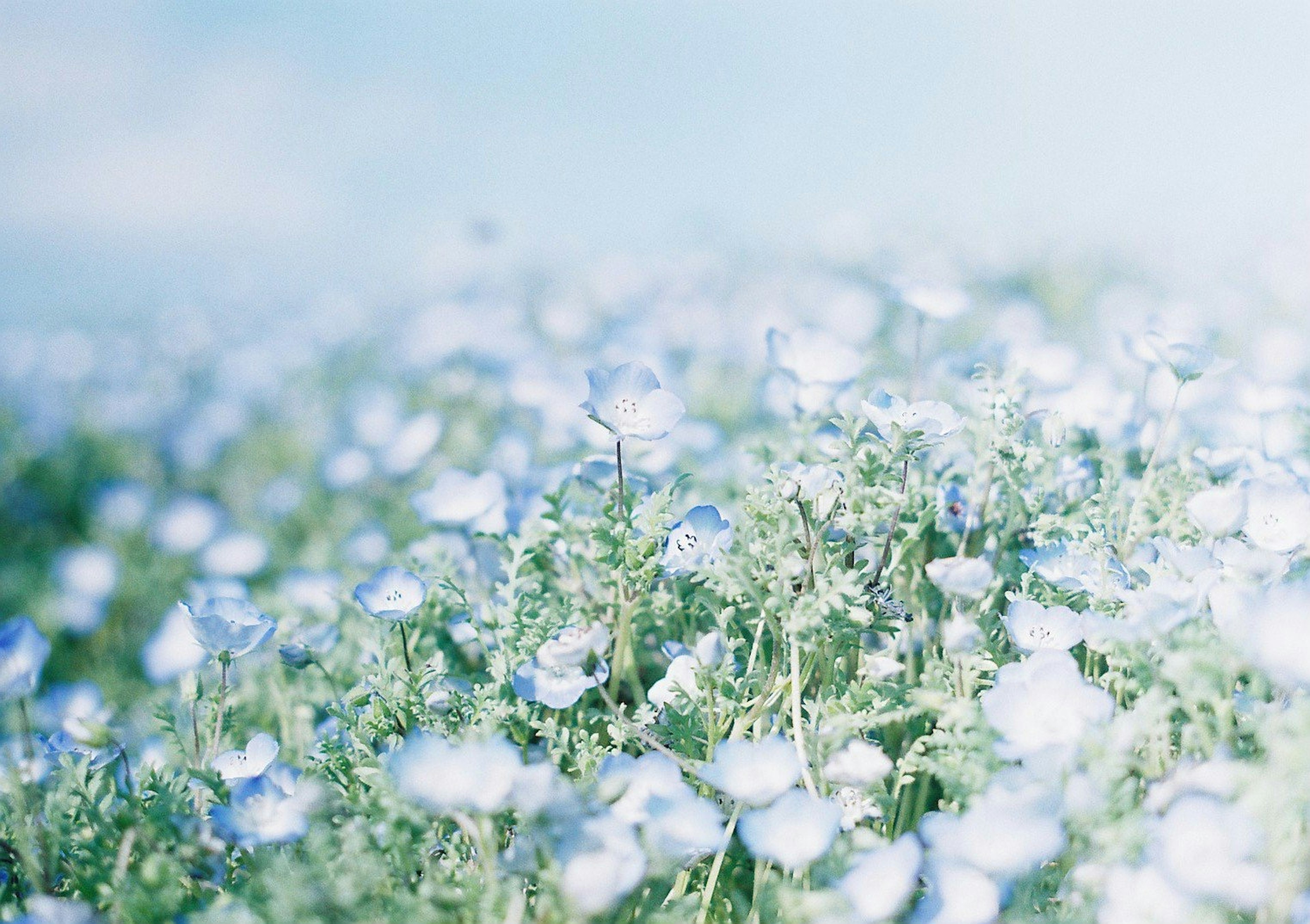 Un paisaje lleno de flores azules en flor