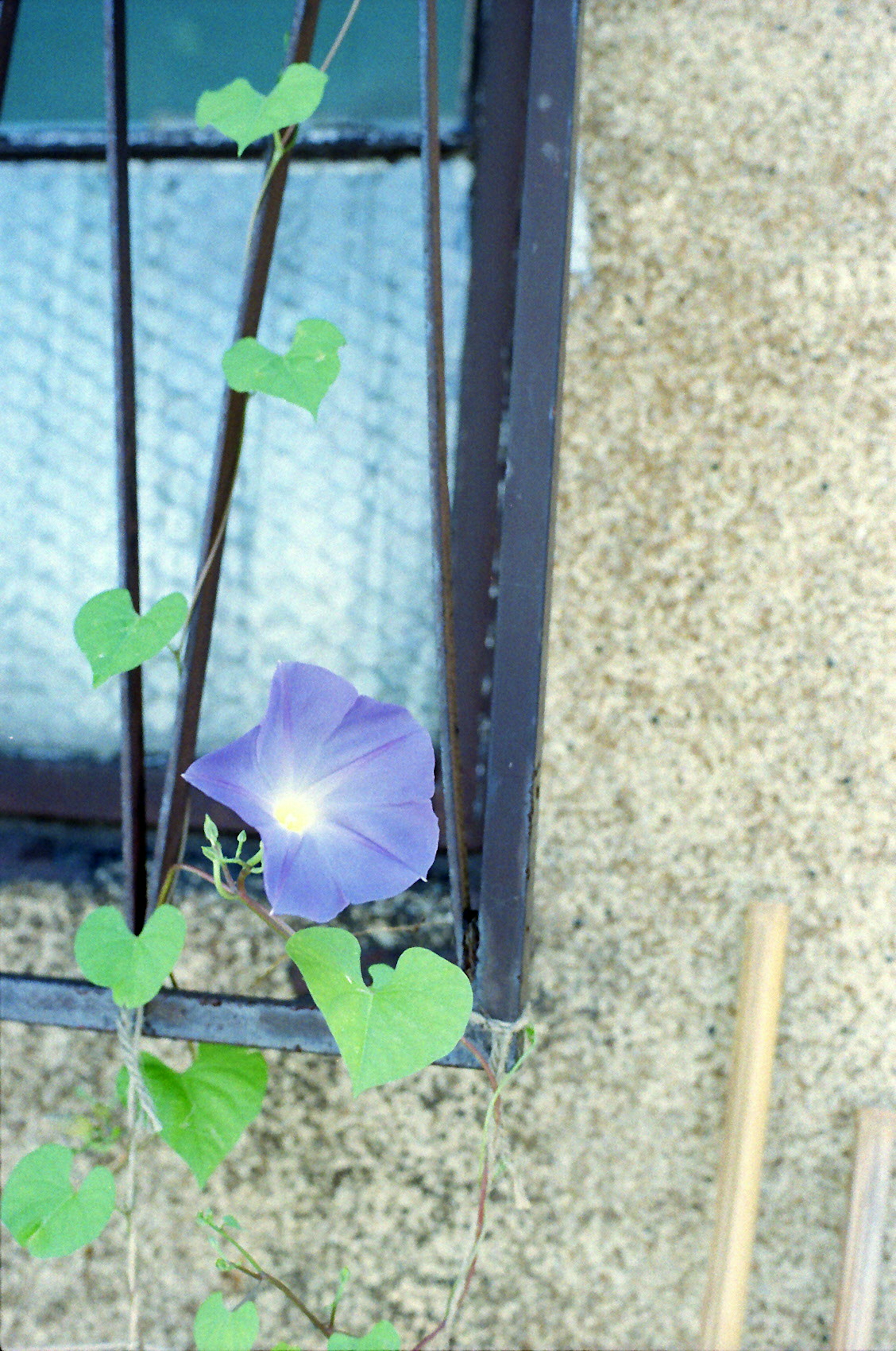 紫色の花と緑の葉が絡み合う窓の近くの風景