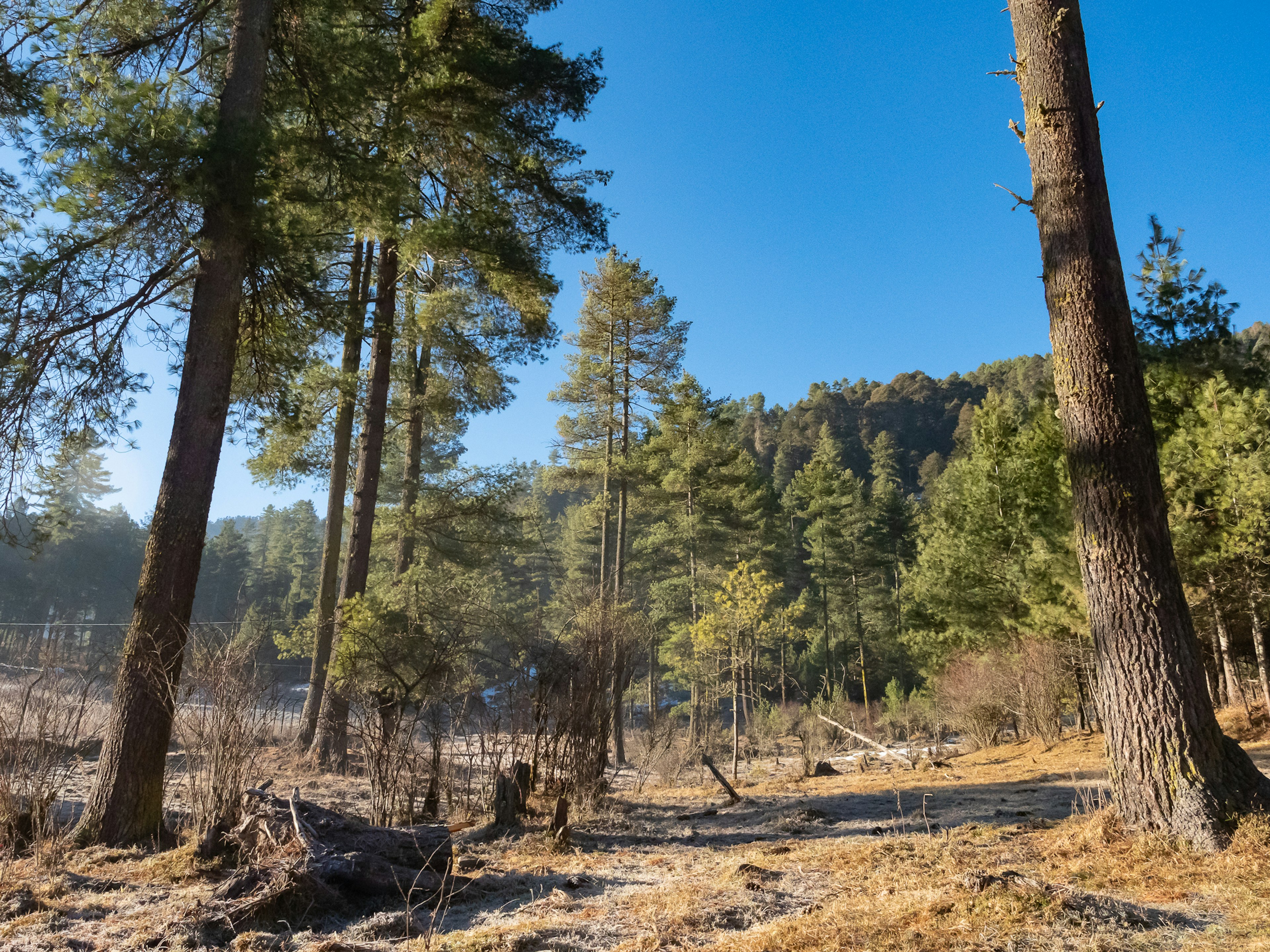 Paisaje forestal bajo un cielo azul claro con altos pinos y hierba seca en el suelo