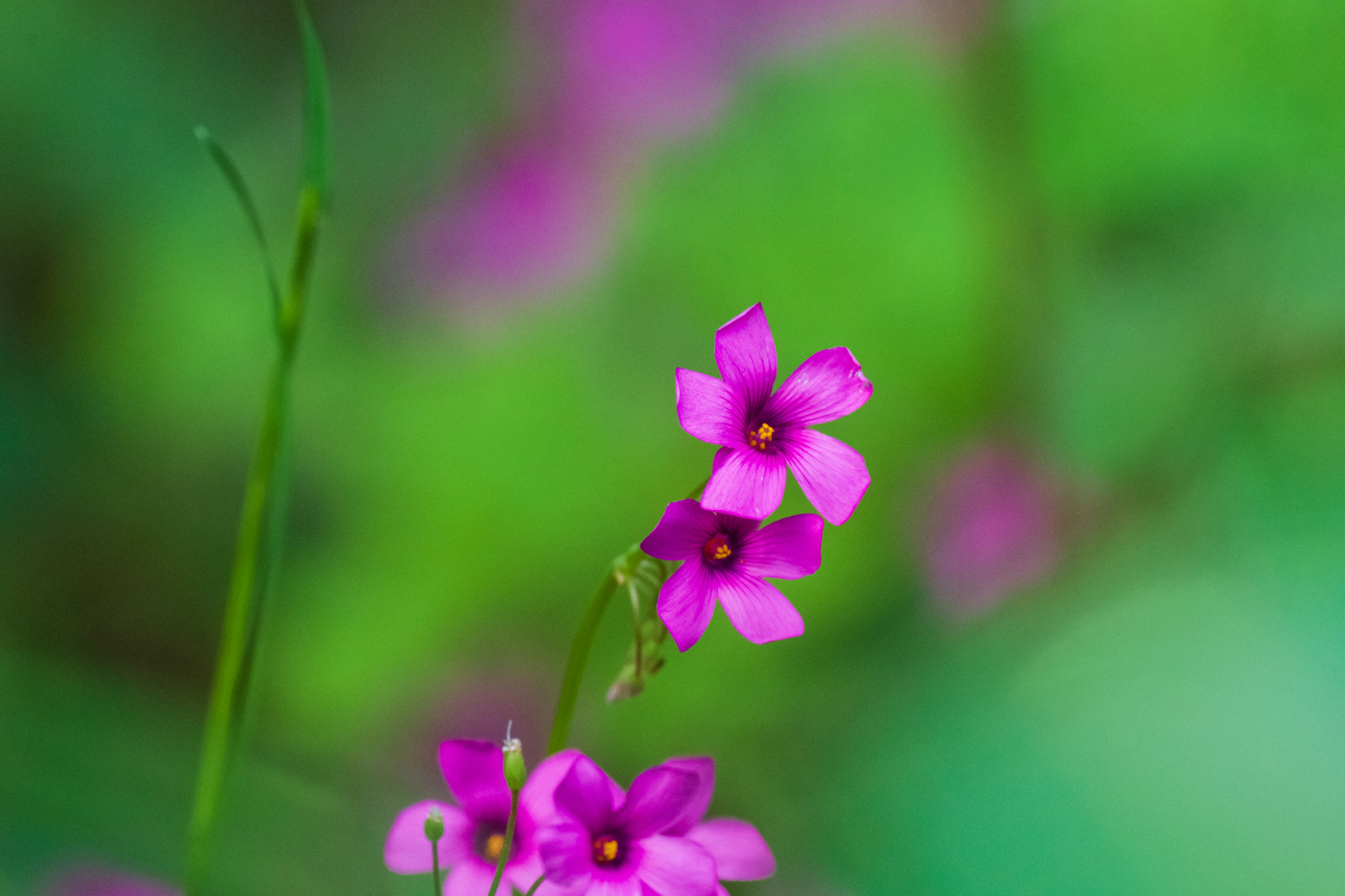 Flores moradas vibrantes contra un fondo verde