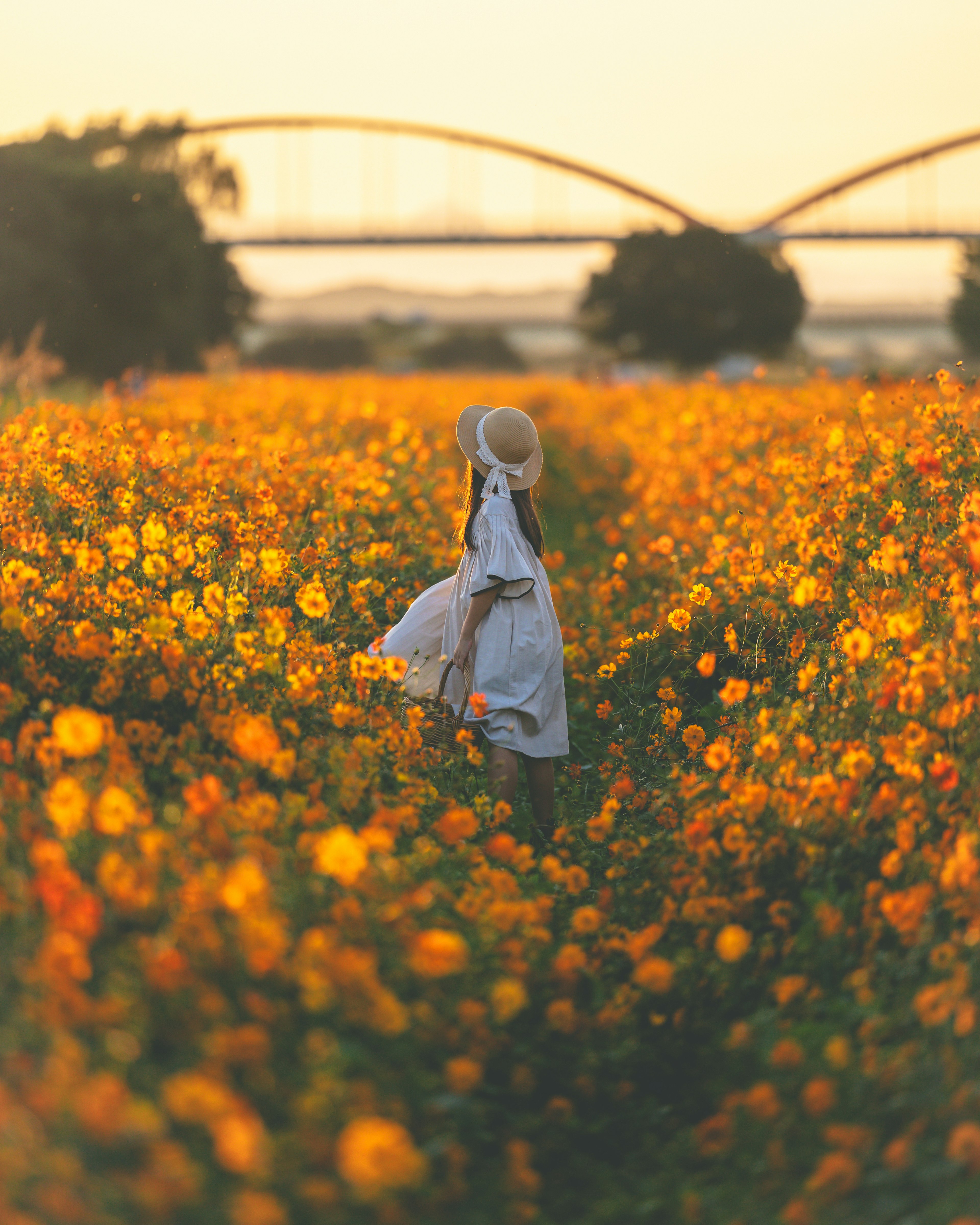 Una mujer caminando por un campo de flores naranjas al atardecer con un puente al fondo