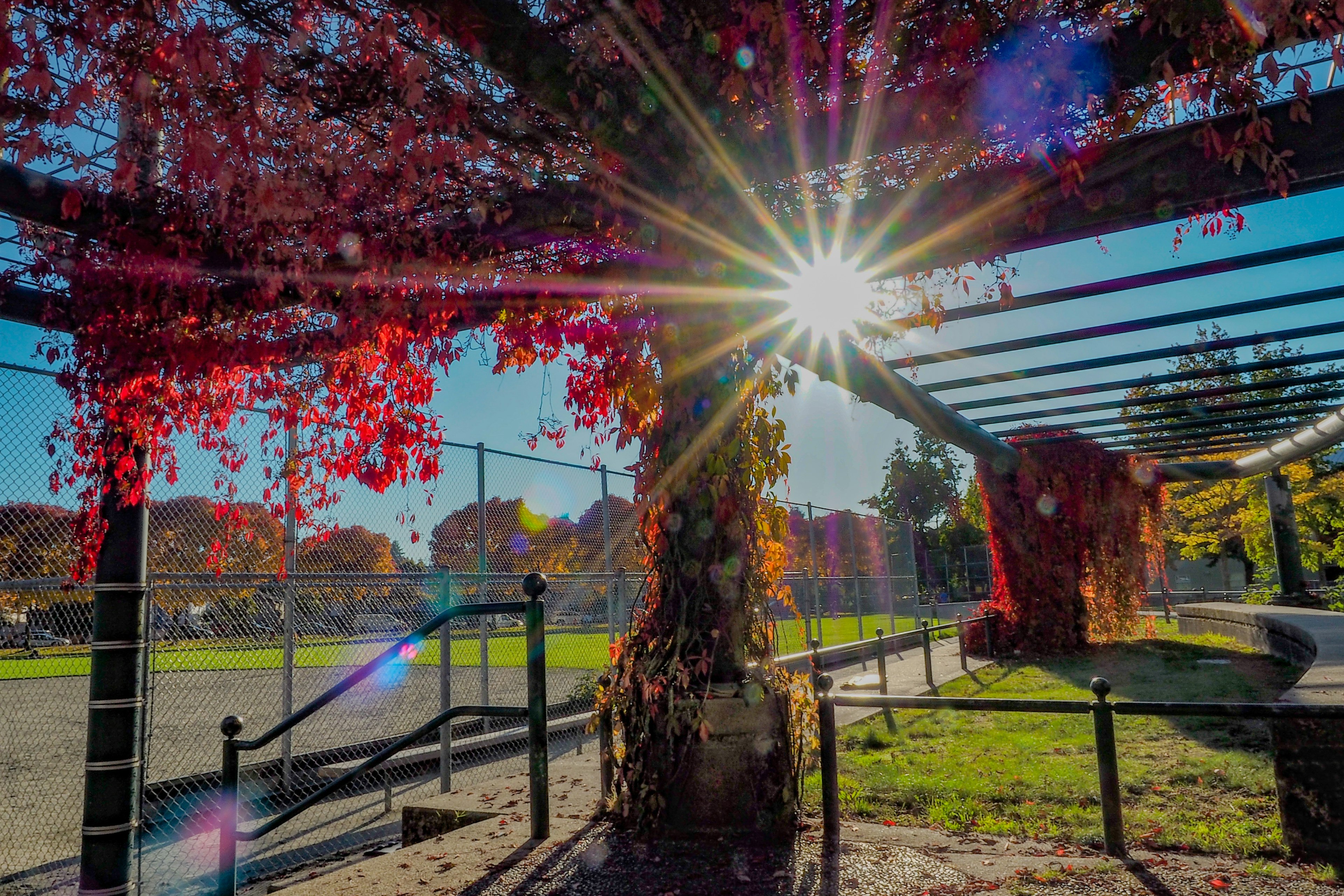 Luz del sol que pasa a través de hojas de otoño vibrantes en una pérgola en un parque