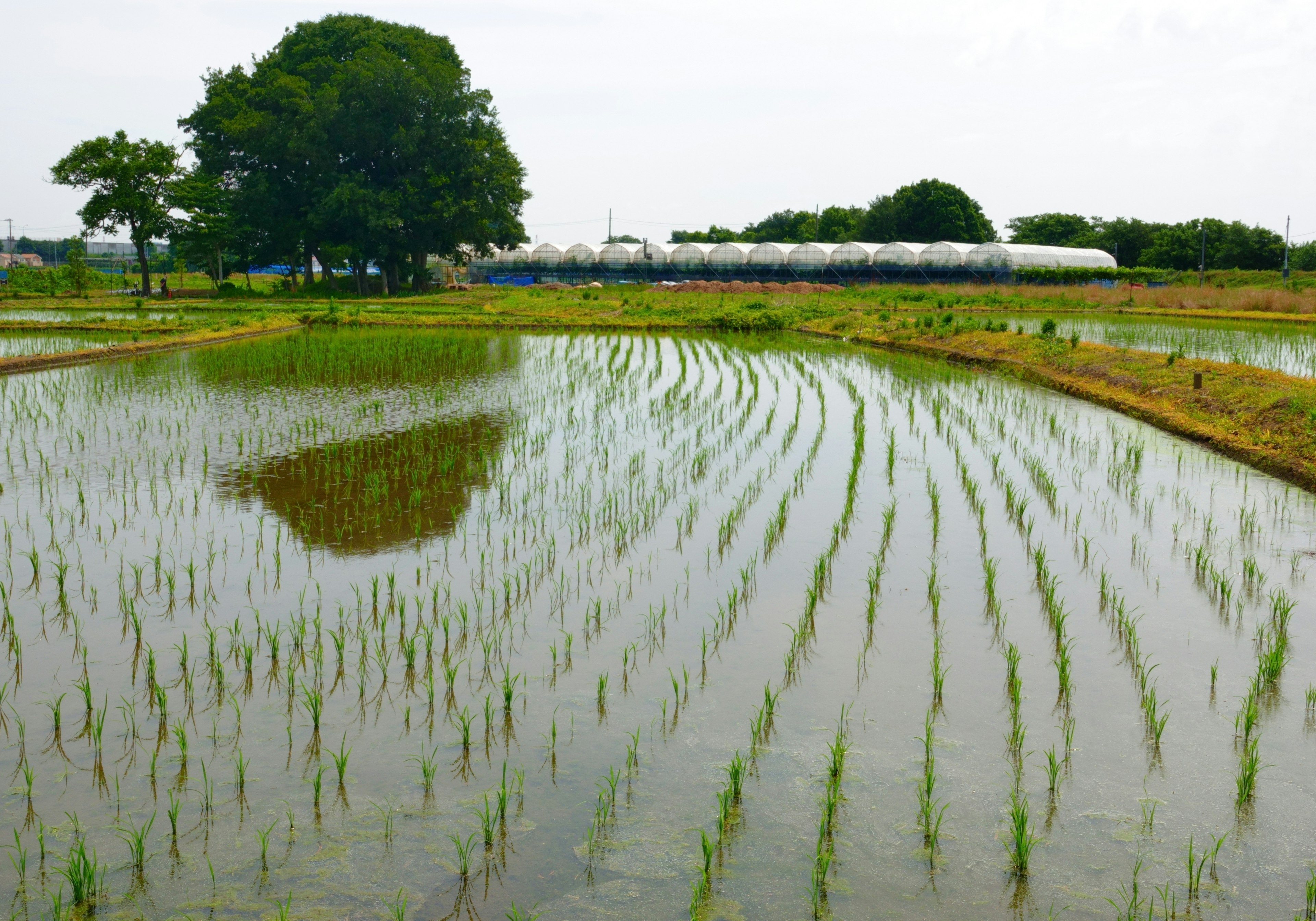 A scenic view of rice paddies with rows of young rice plants and a large tree