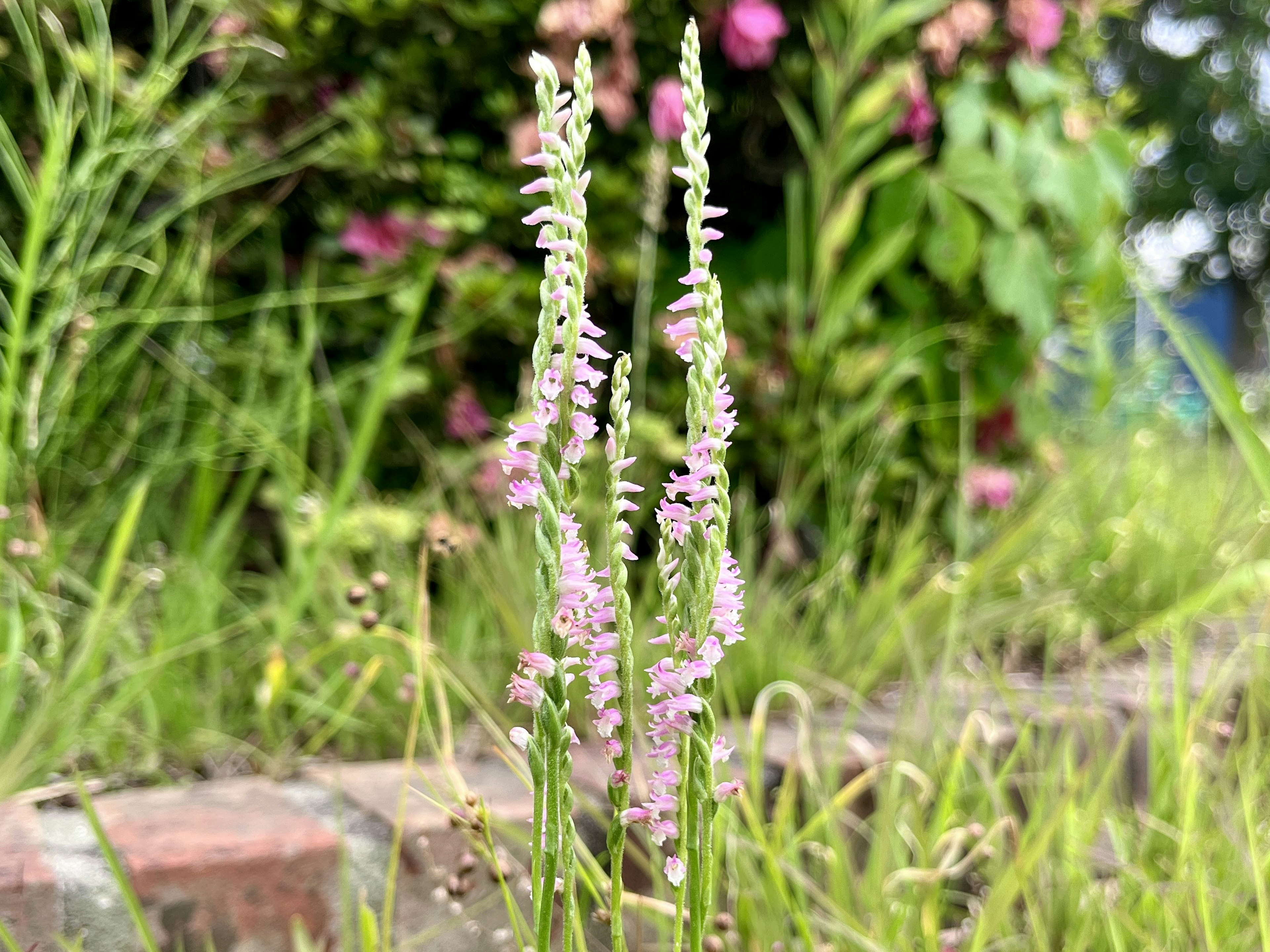 Bild von kleinen rosa Blumen in einem grasbewachsenen Bereich