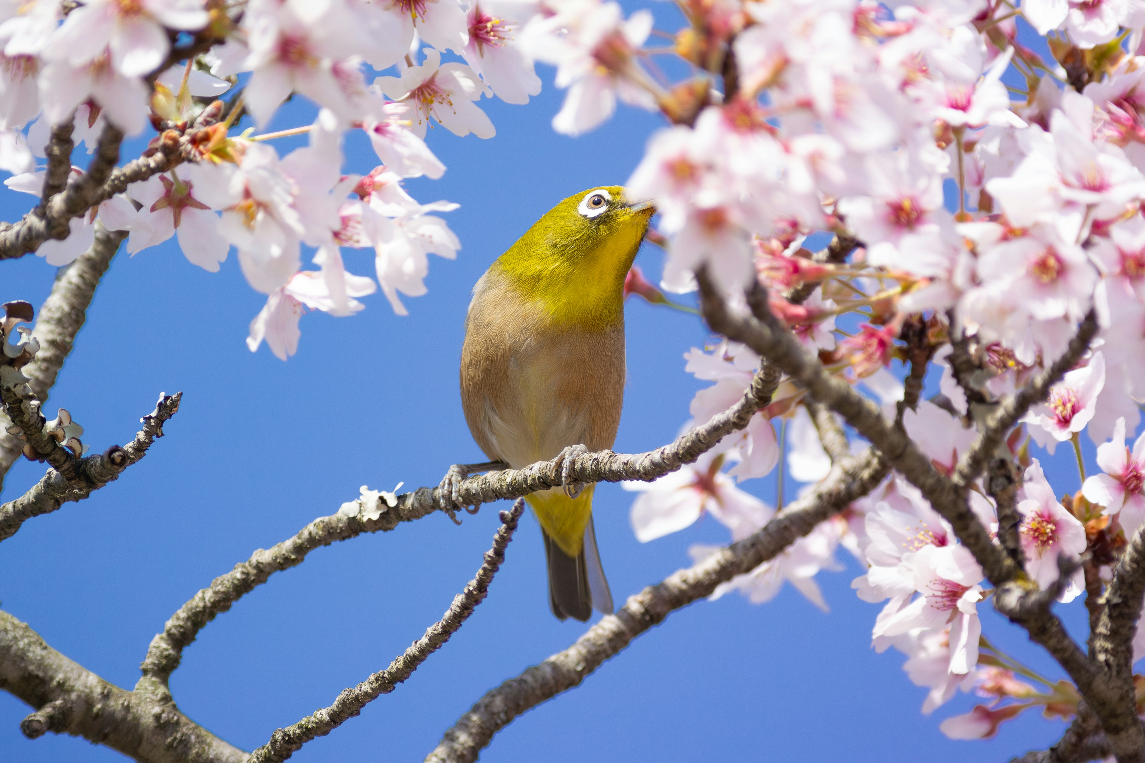 Ein kleiner gelber Vogel sitzt zwischen Kirschblüten vor einem blauen Himmel