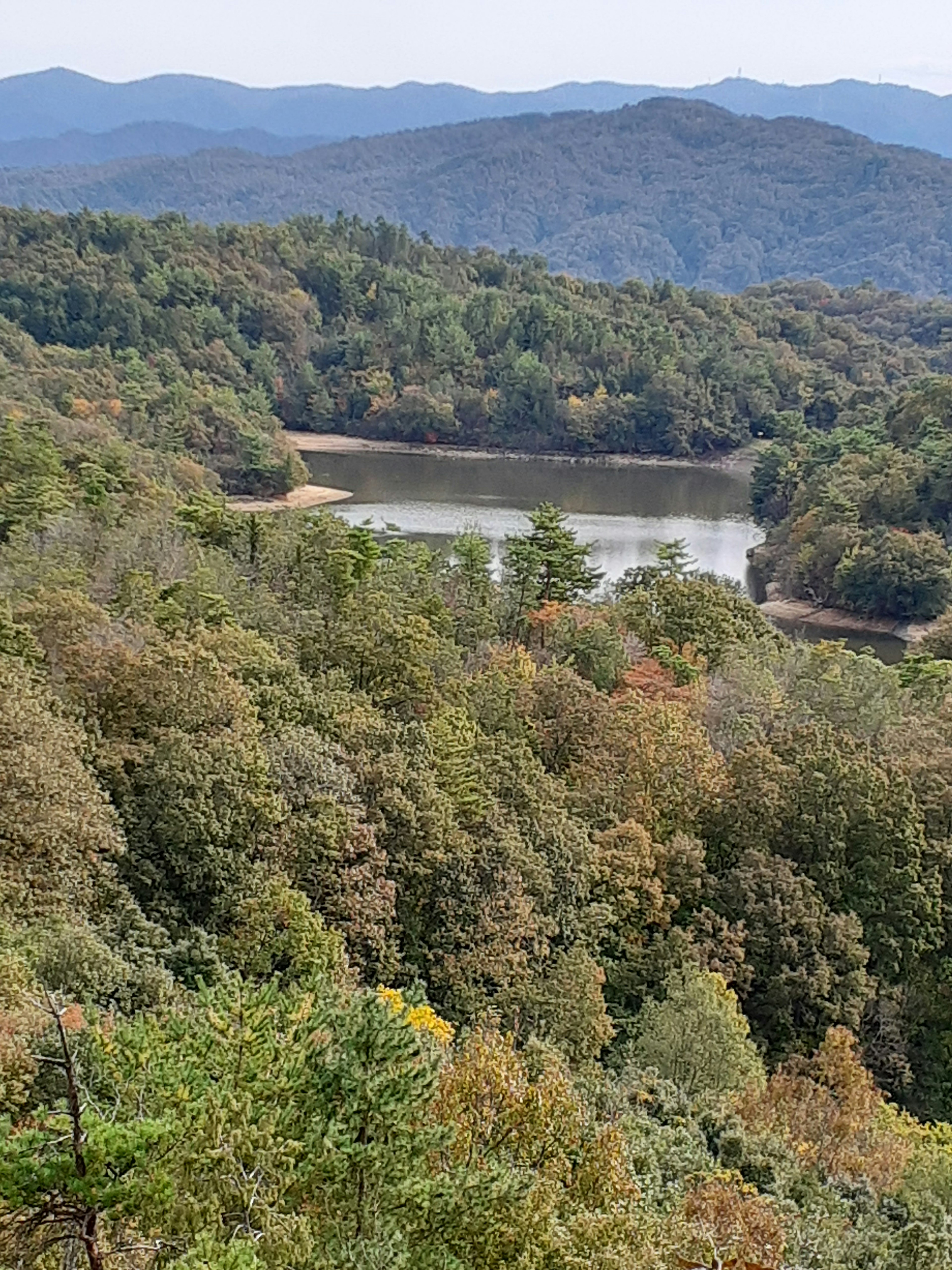 Paysage forestier luxuriant avec un lac serein entouré de montagnes