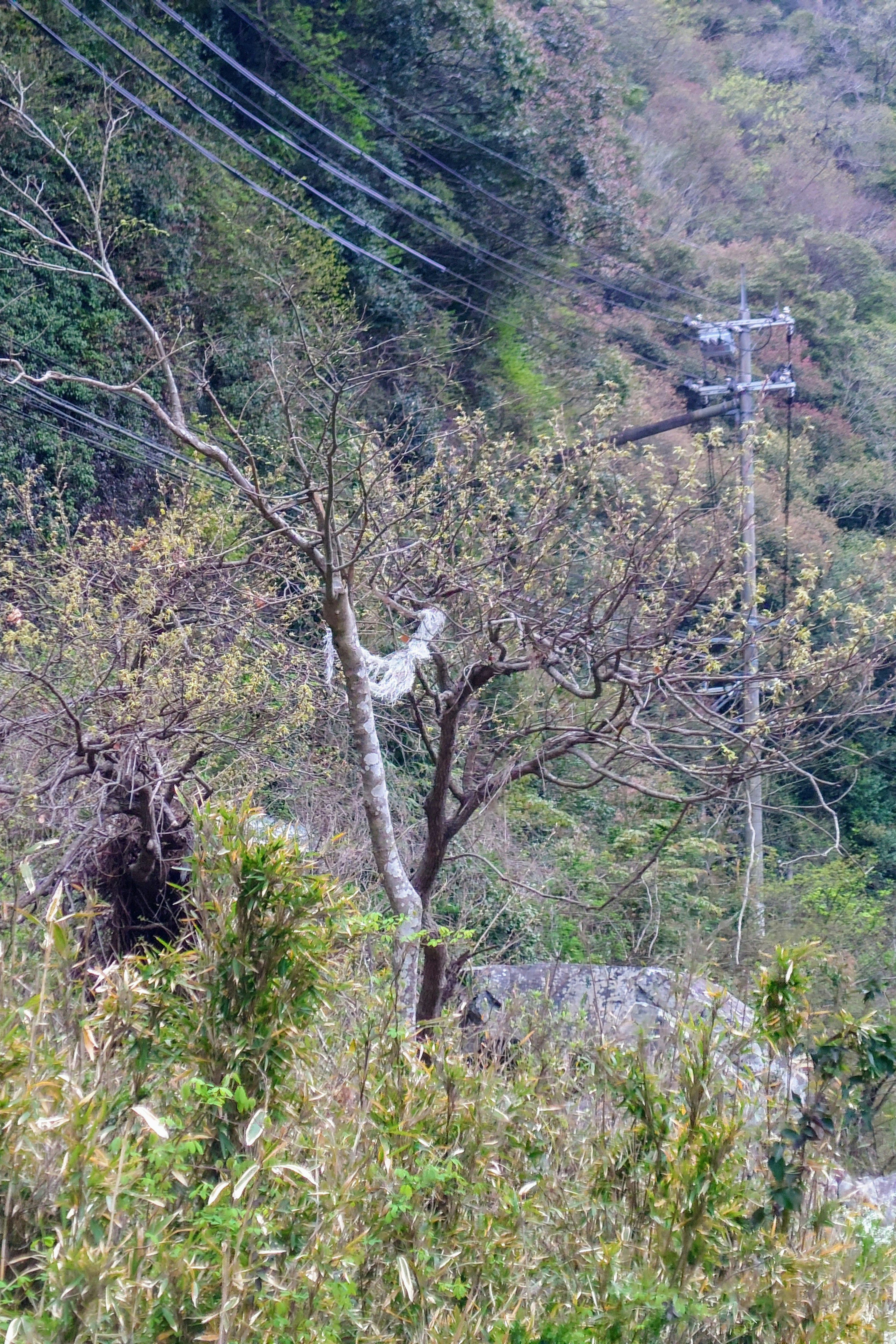 Gambar pohon dan tiang listrik di lereng gunung