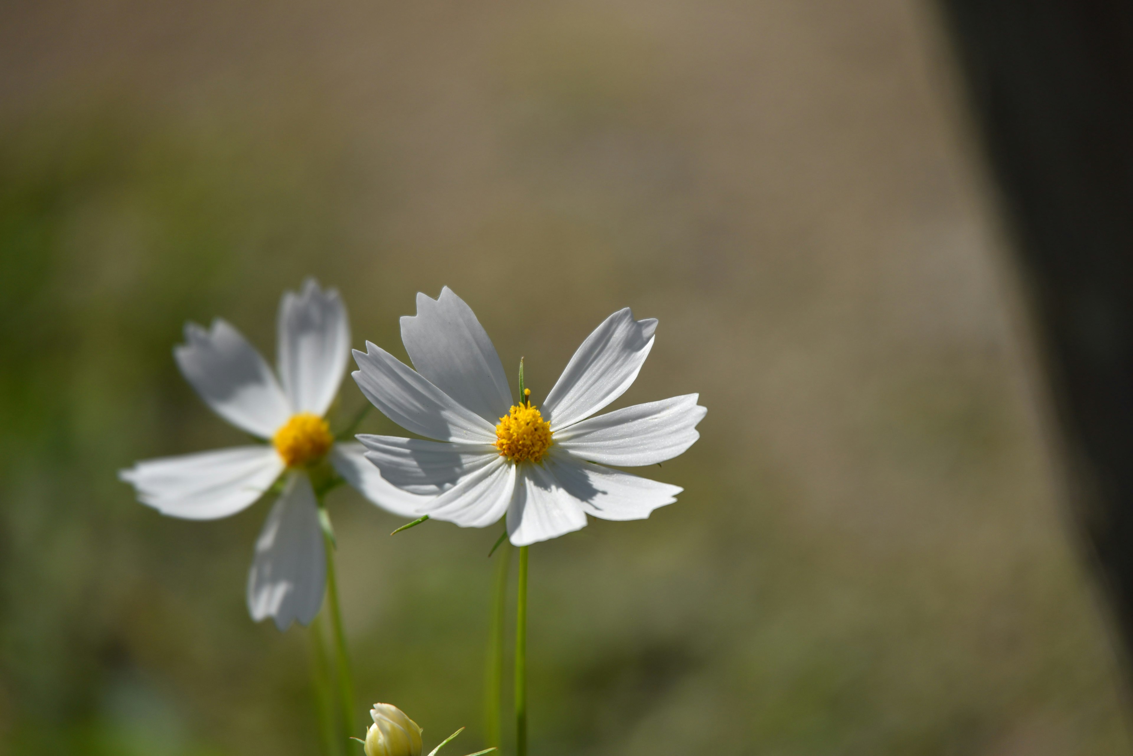 Due fiori bianchi con centri gialli che stanno insieme