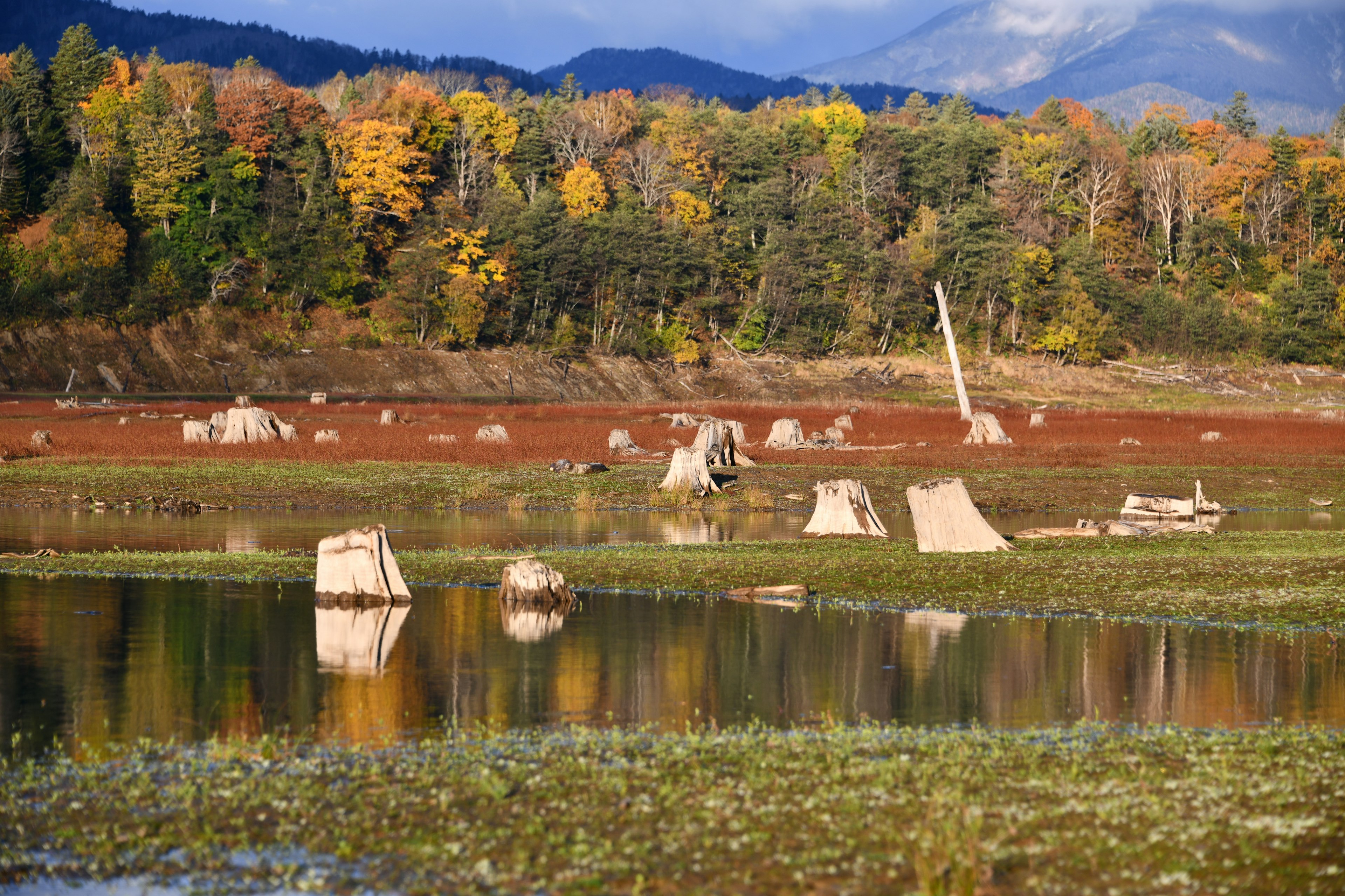 Scenic lakeside view with autumn foliage and tree stumps in the water