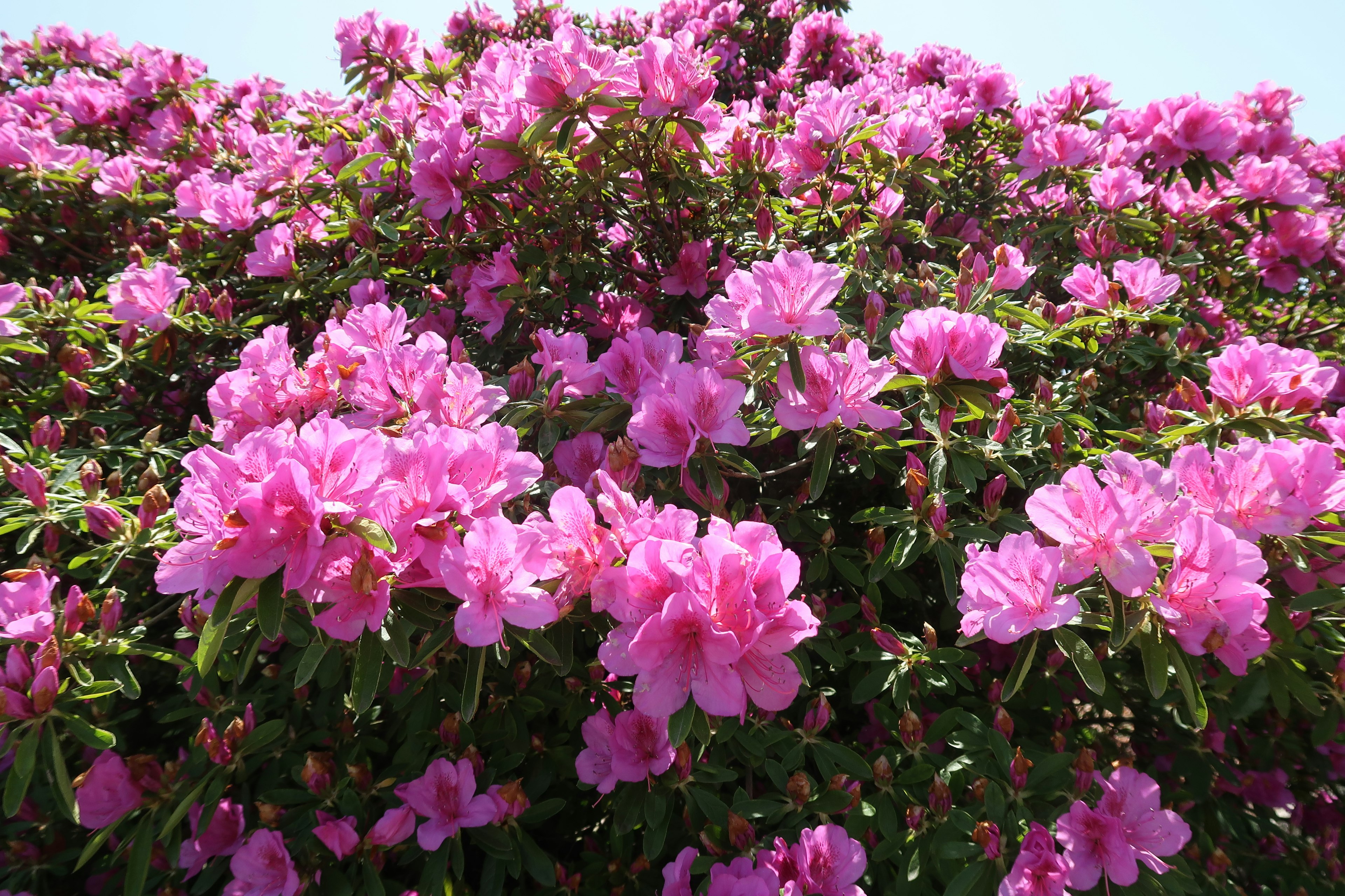 Vibrant pink azaleas blooming in a lush bush