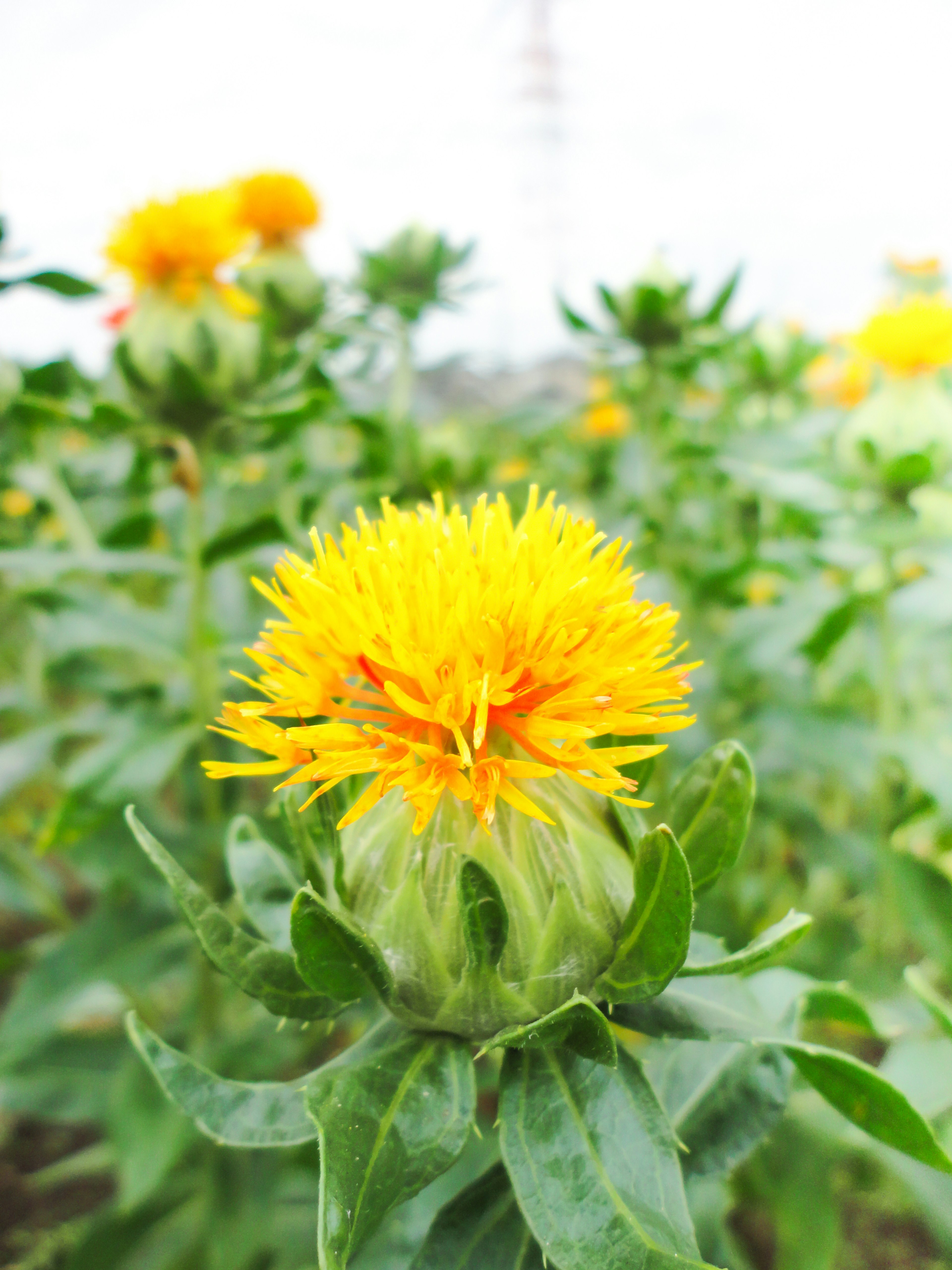 Primo piano di una pianta fiorita con fiori gialli vivaci foglie verdi lussureggianti visibili con altri fiori sullo sfondo