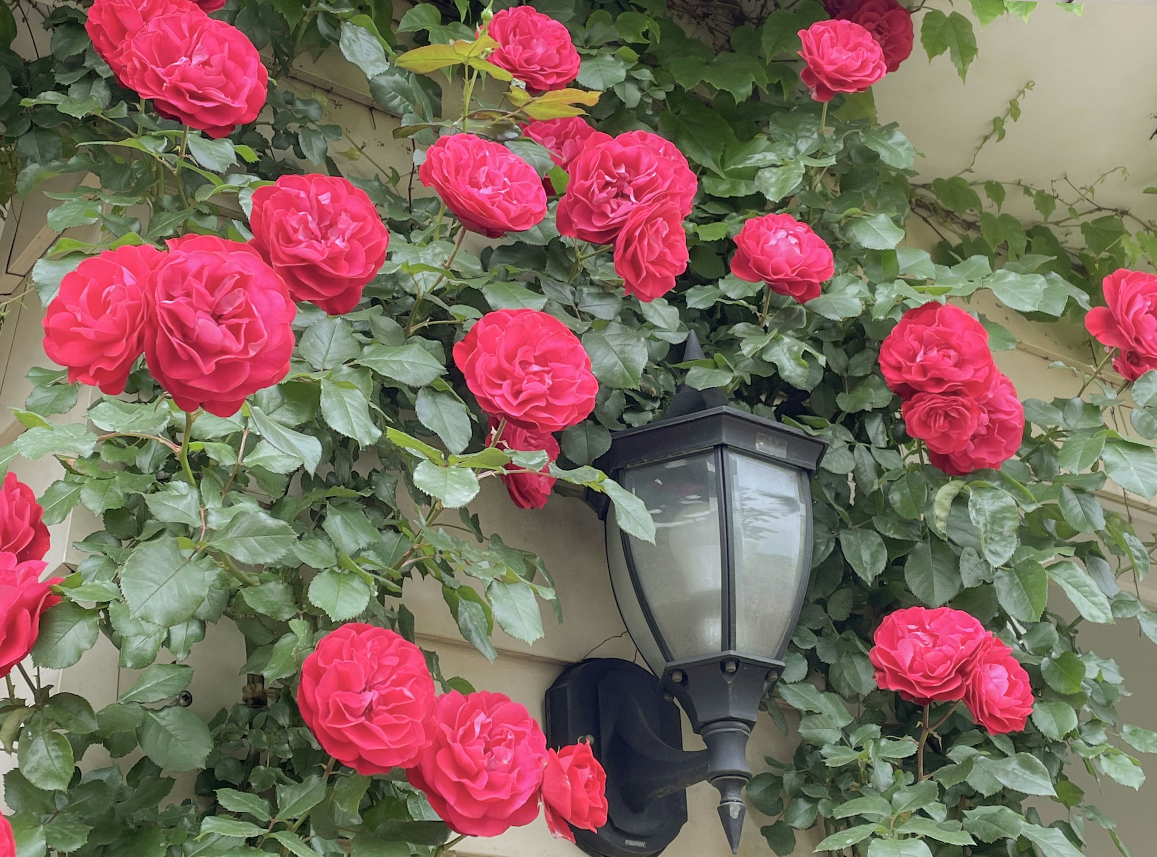 A scenic view of vibrant red roses surrounding a street lamp