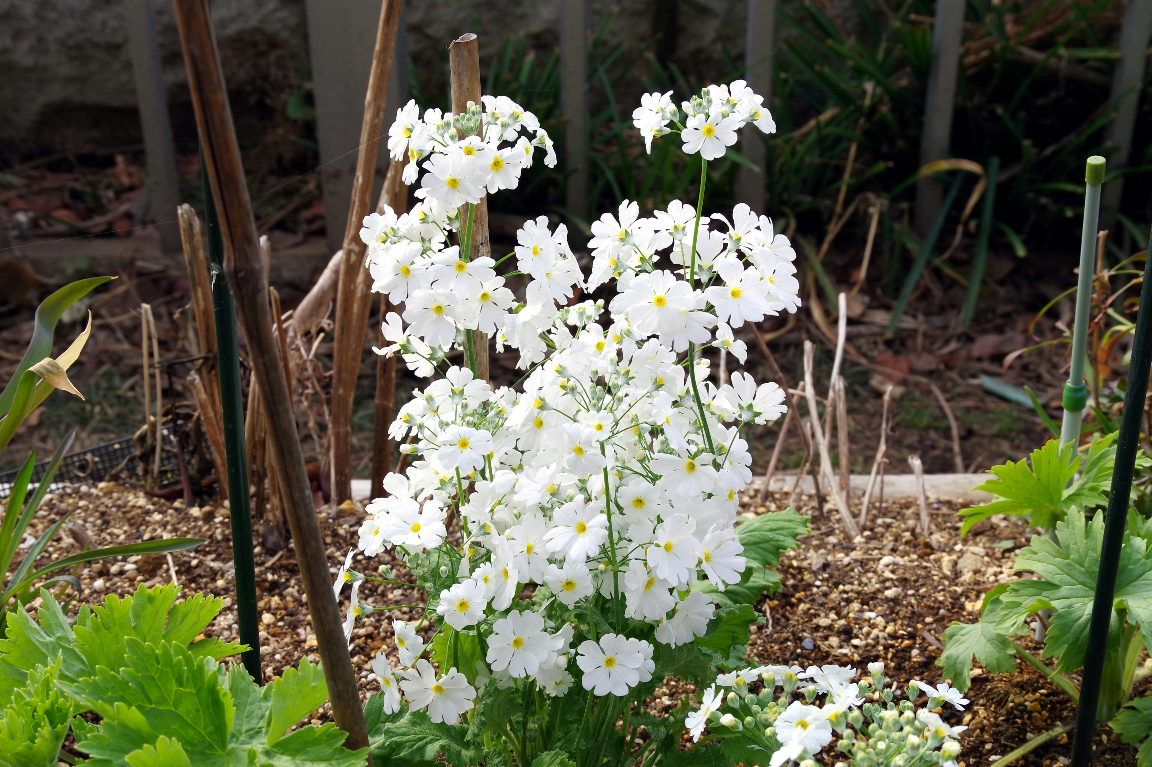 白い花が咲いている庭の植物群