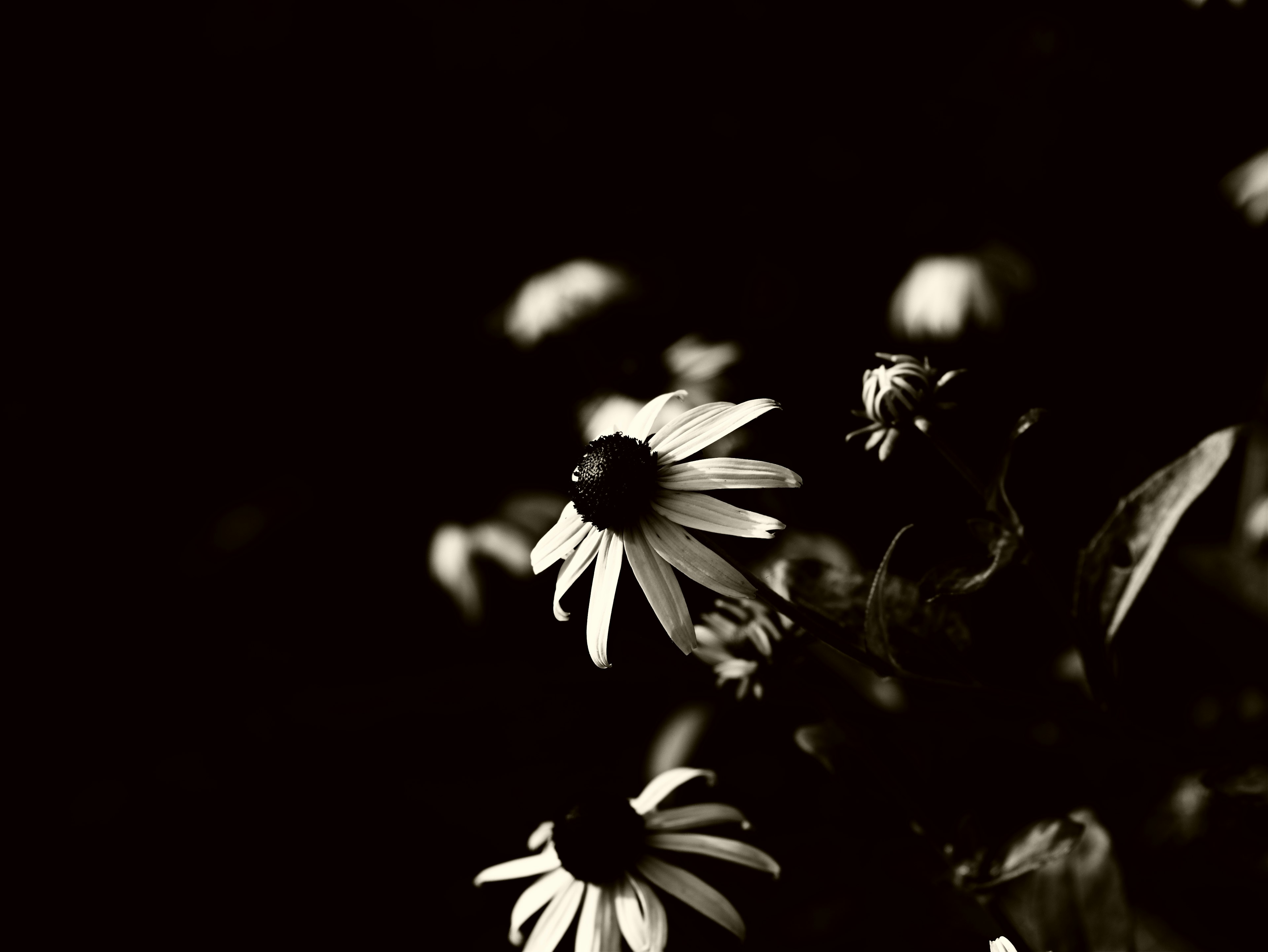 Marguerites en noir et blanc sur un fond sombre