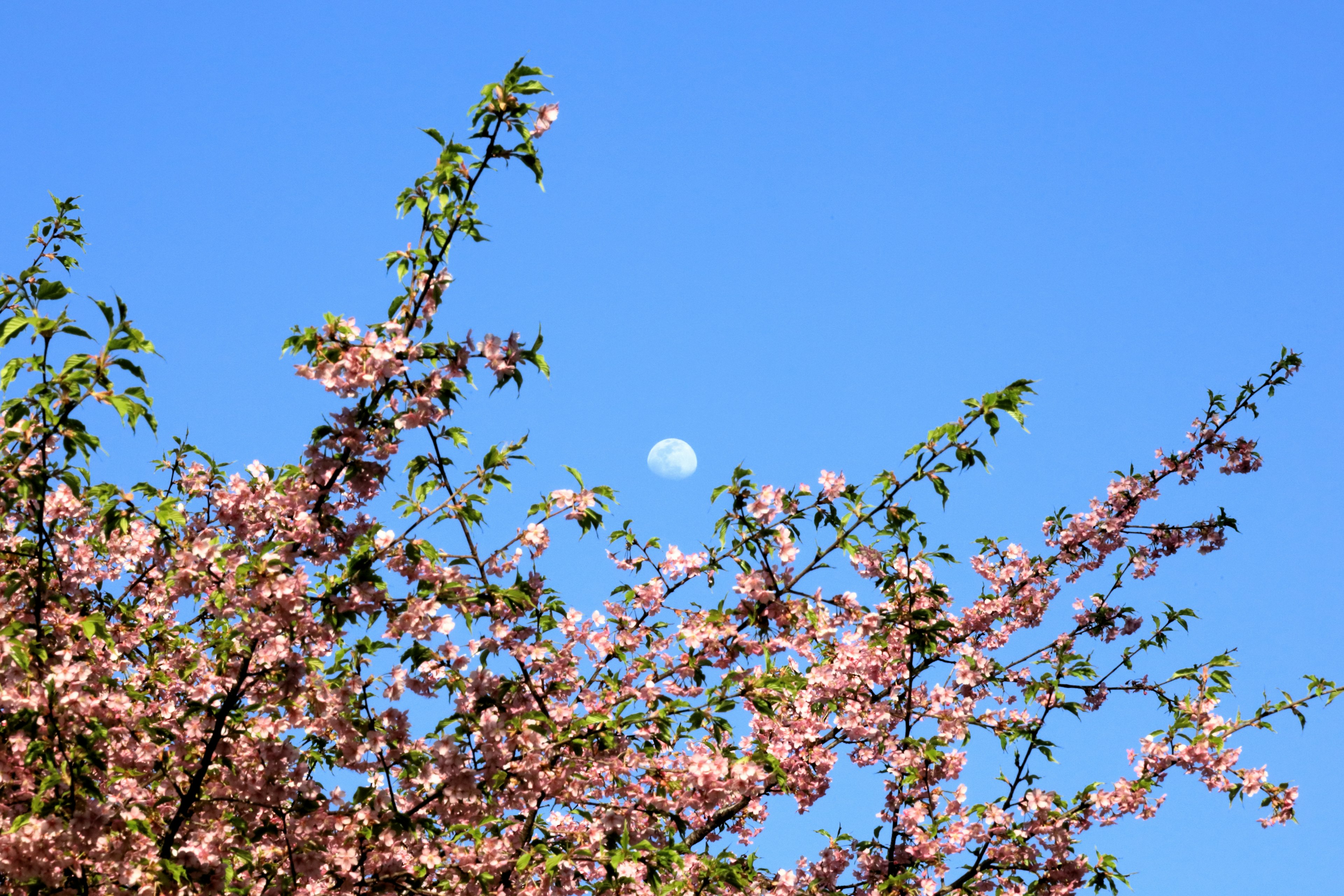 Flores de cerezo contra un cielo azul claro con la luna