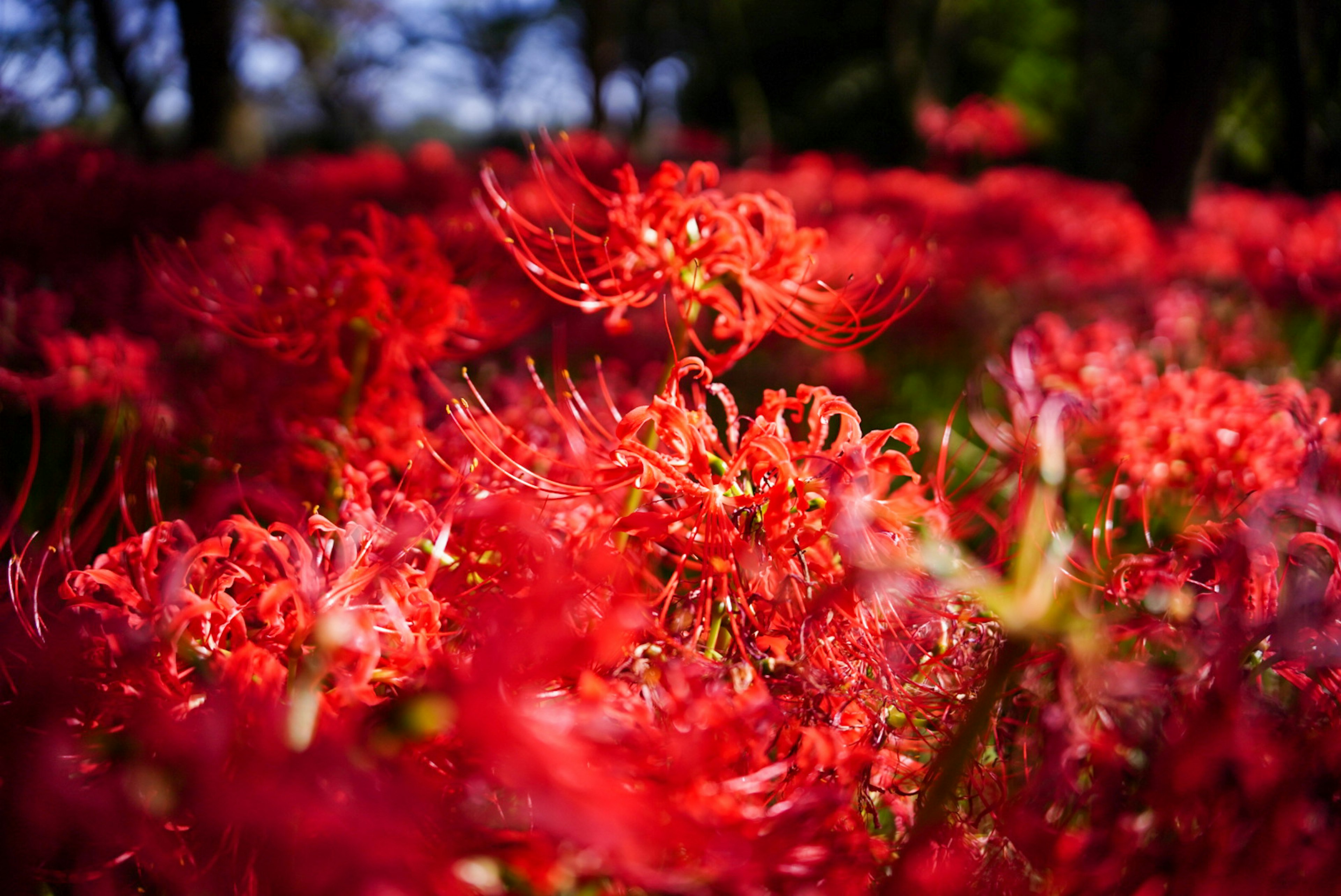 Lebensfrohe rote Spinnenlilien blühen auf einem Feld