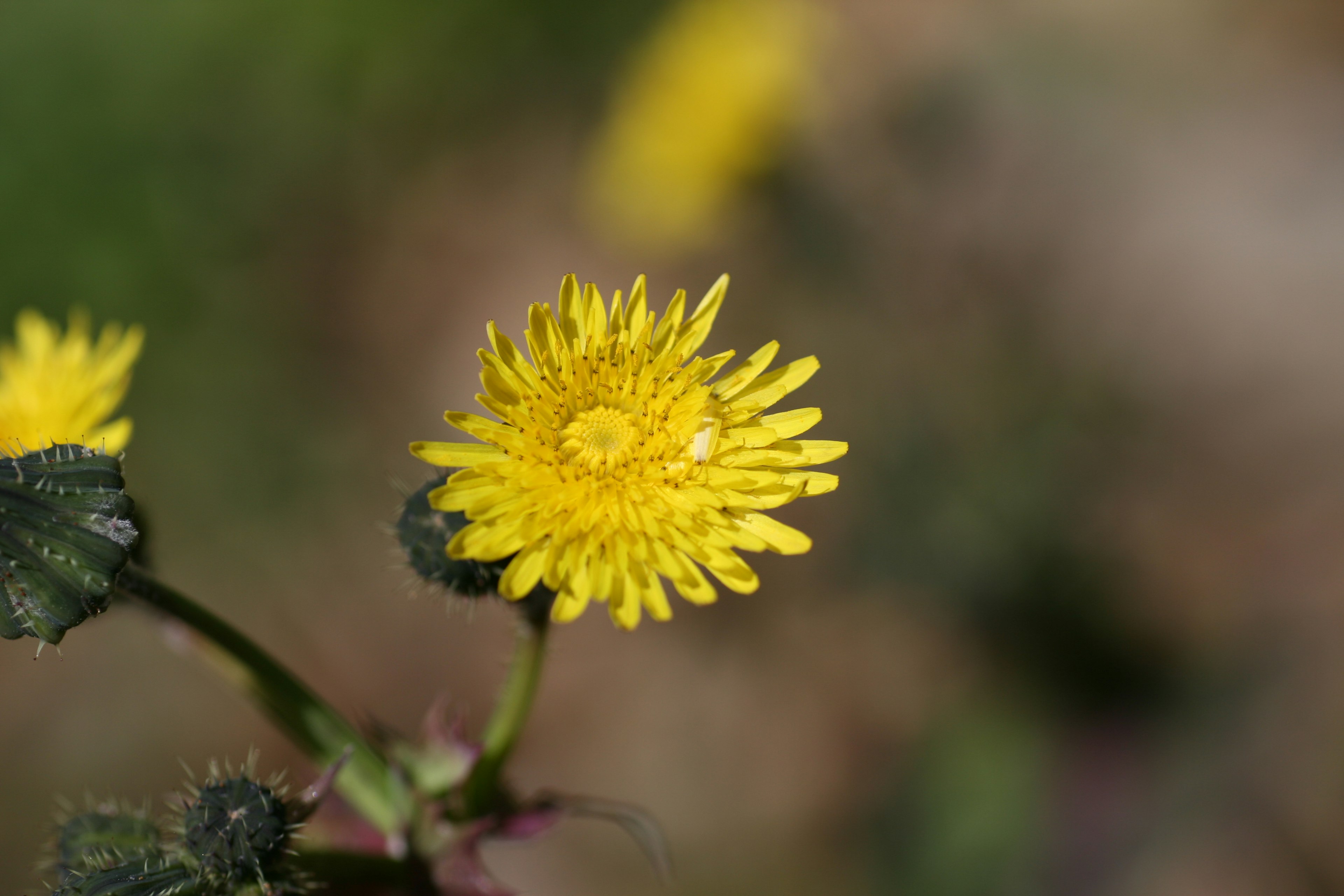 Lebendige gelbe Blume, die auf einem grasigen Stängel blüht