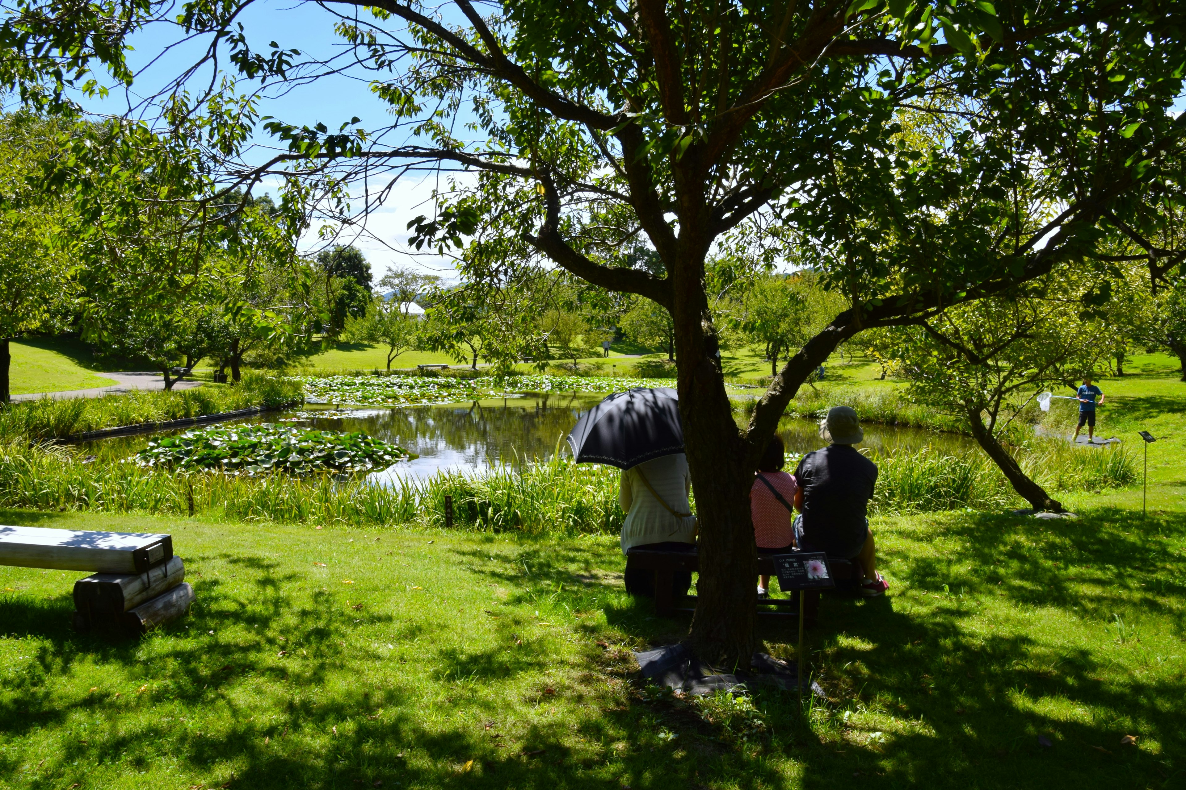 緑豊かな公園で池を見つめる人々と木の影