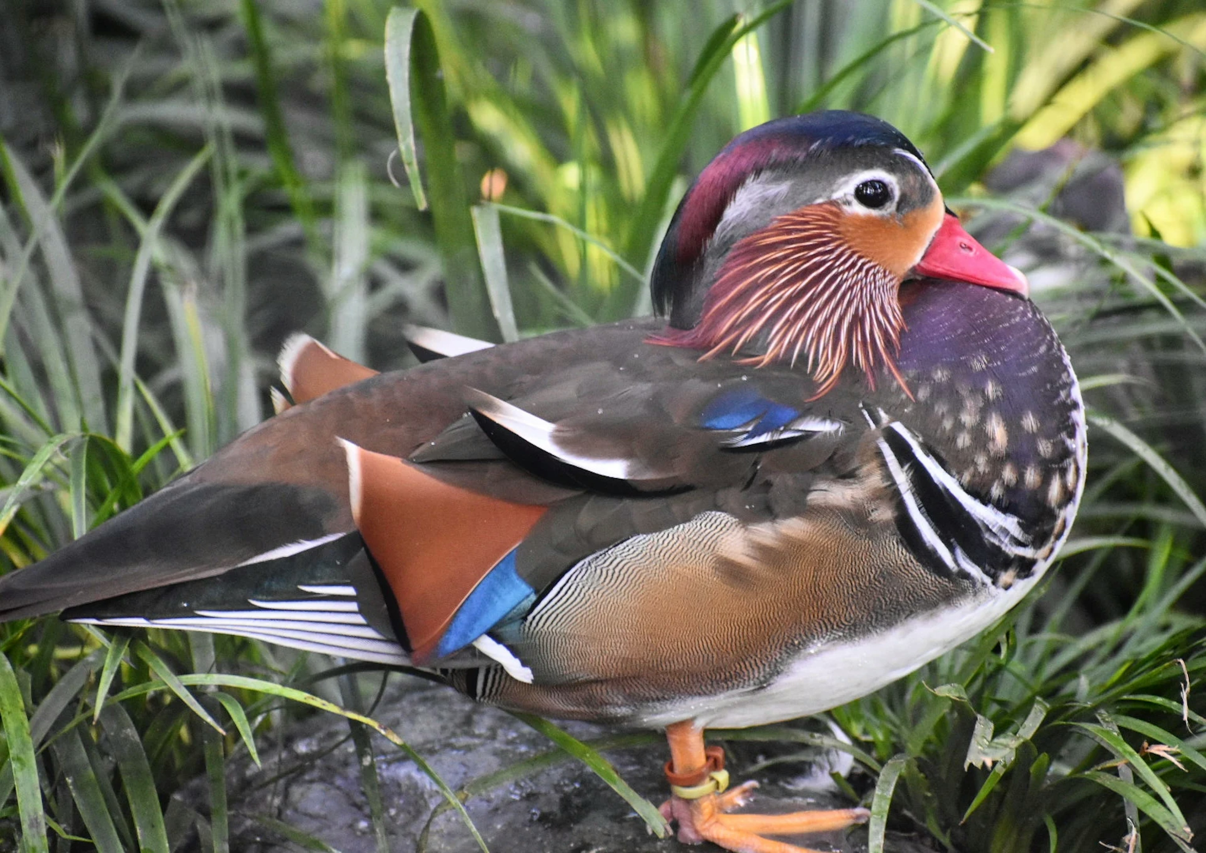 A mandarin duck with vibrant plumage stands among grass