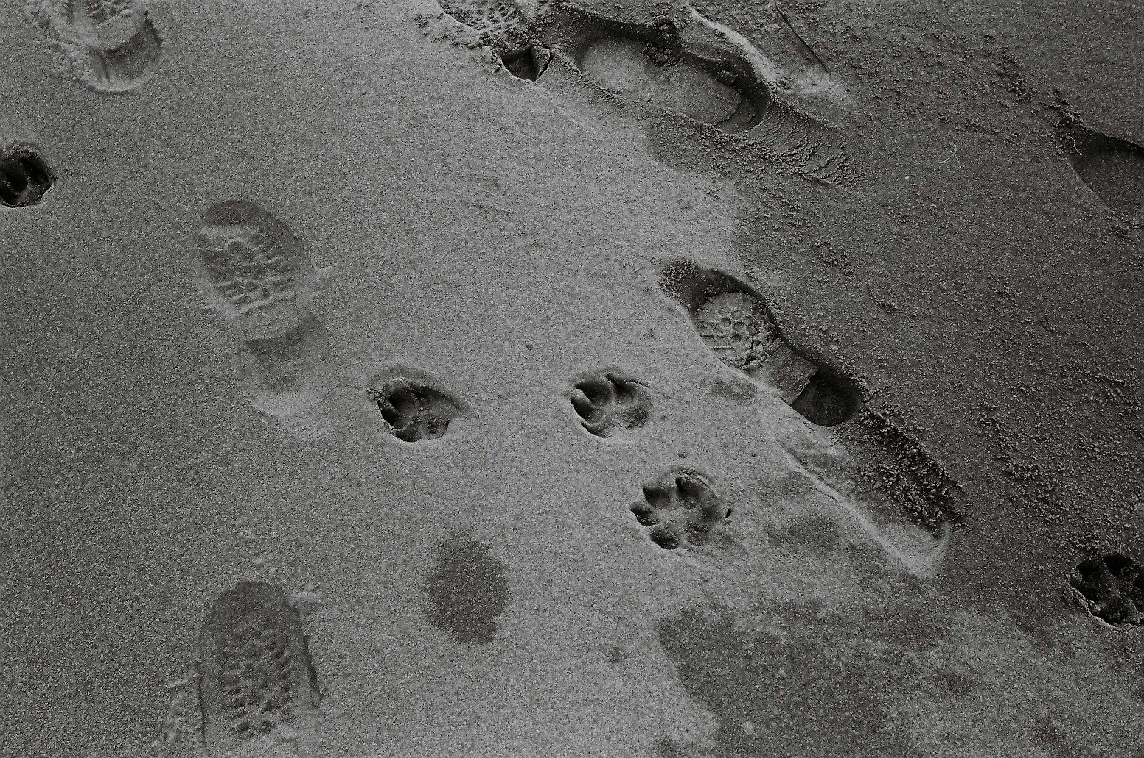 Muster menschlicher und tierischer Fußabdrücke am Sandstrand