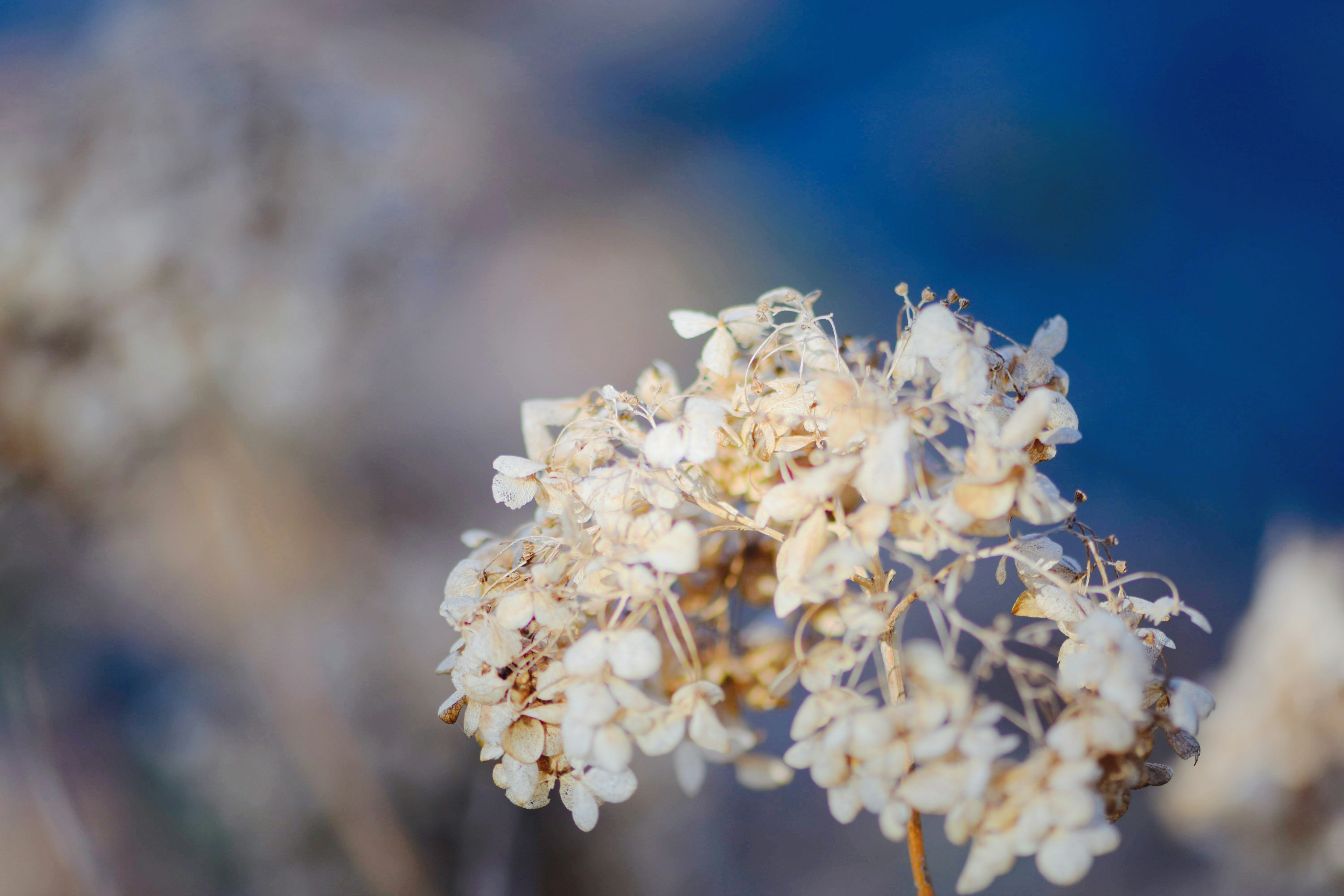 Nahaufnahme von blassen Blumen vor blauem Hintergrund