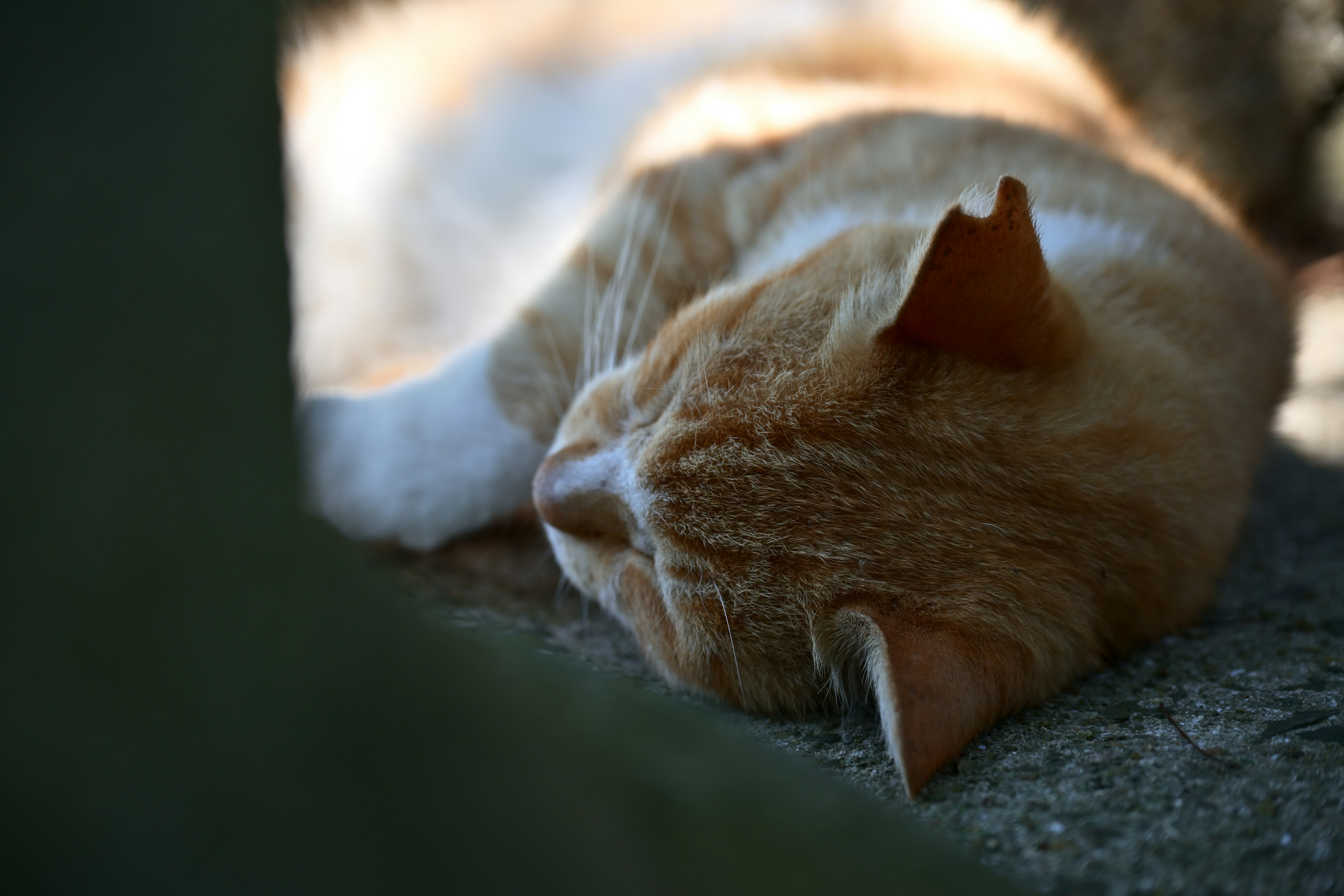 Profil kucing oranye yang sedang tidur