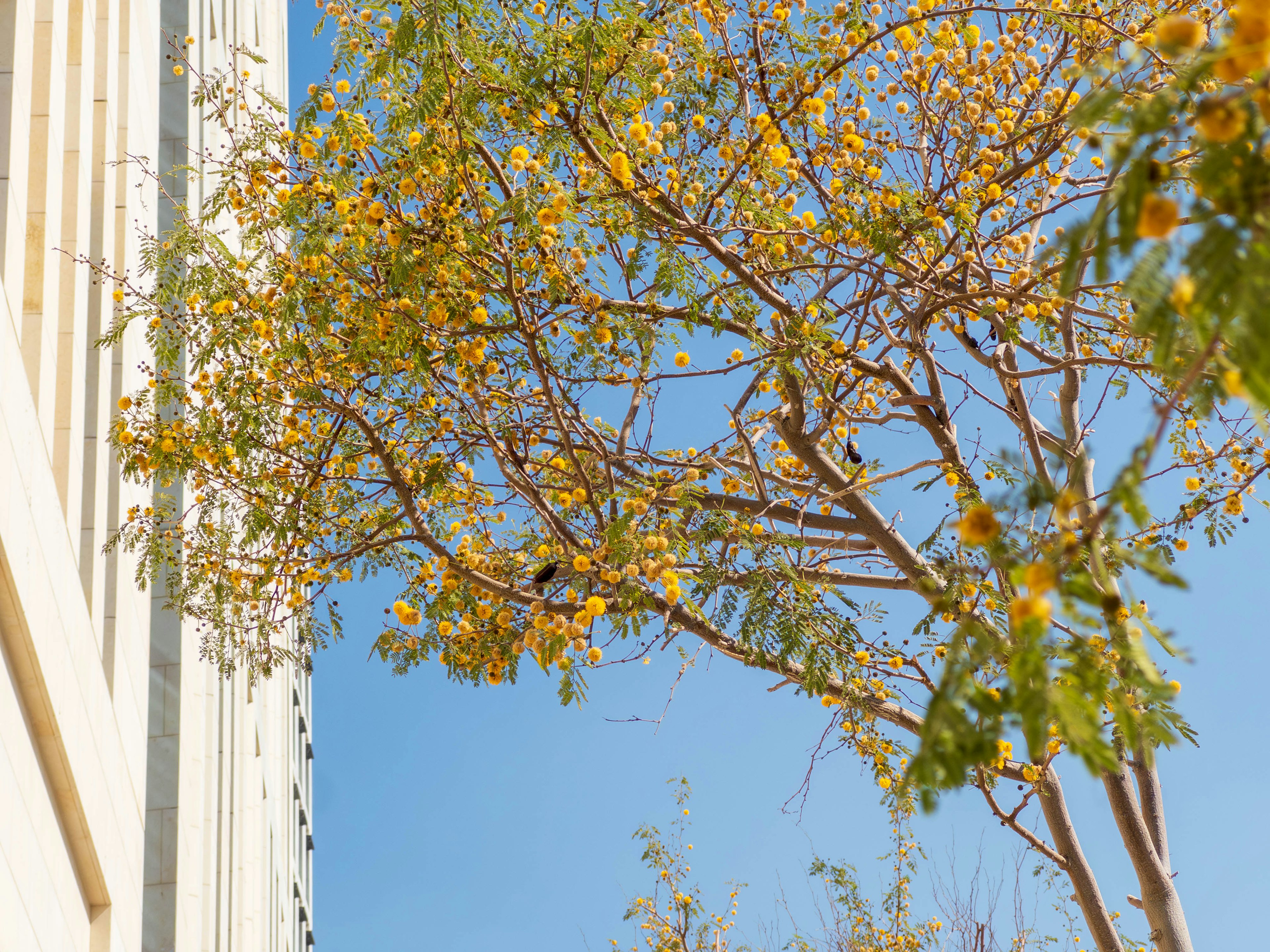 Tree with yellow flowers against a blue sky