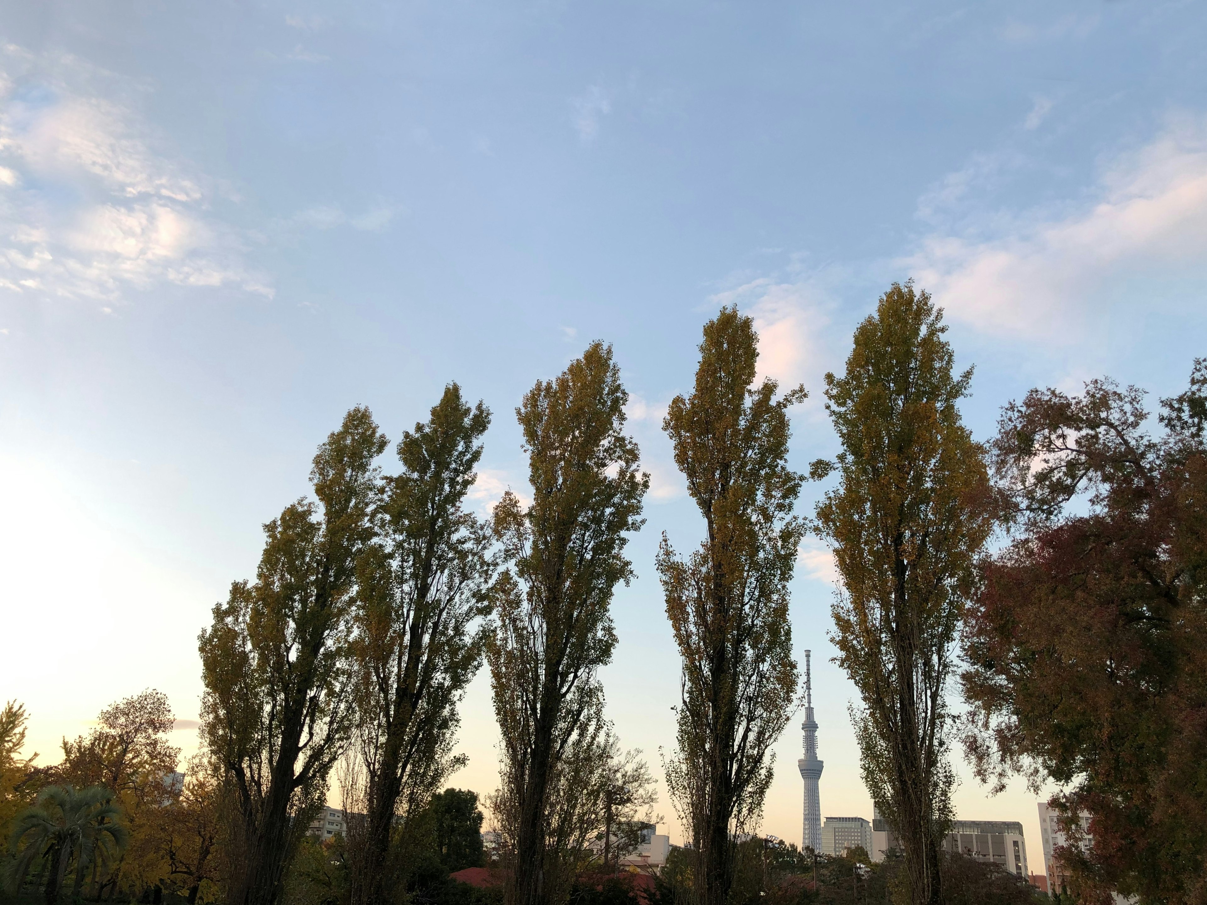 Alti pioppi sotto un cielo blu con la Tokyo Skytree sullo sfondo