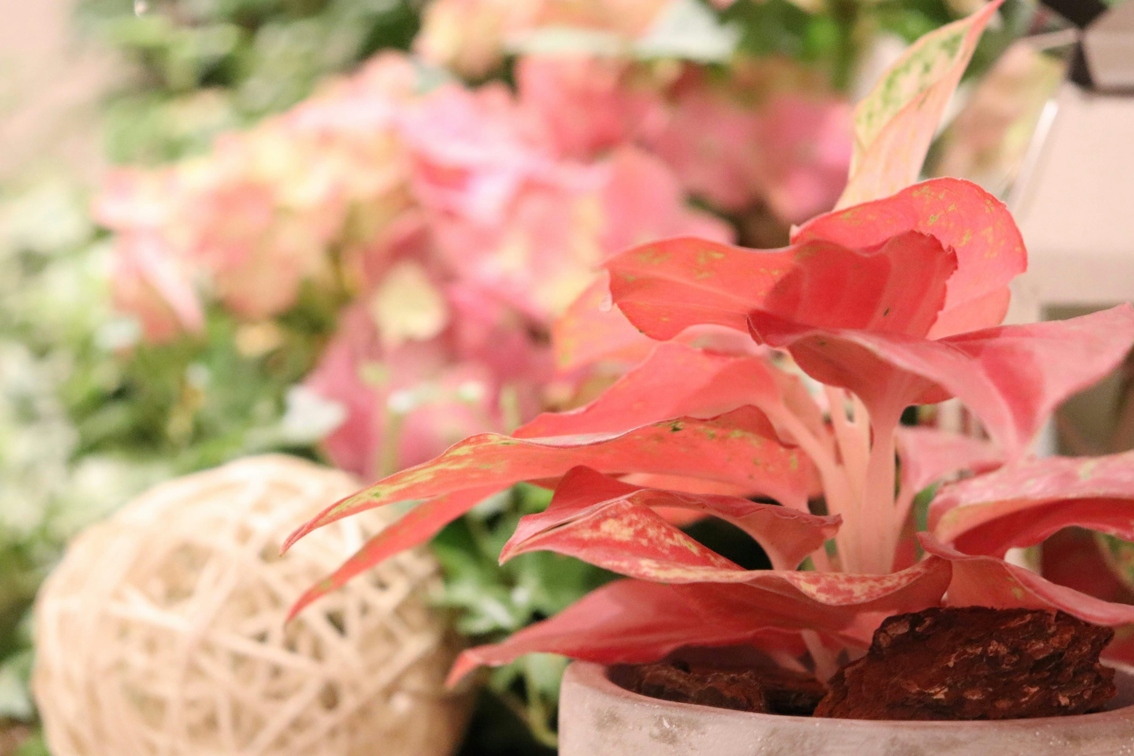 美しいピンクの葉を持つ観葉植物と背景の淡い色合いの花々