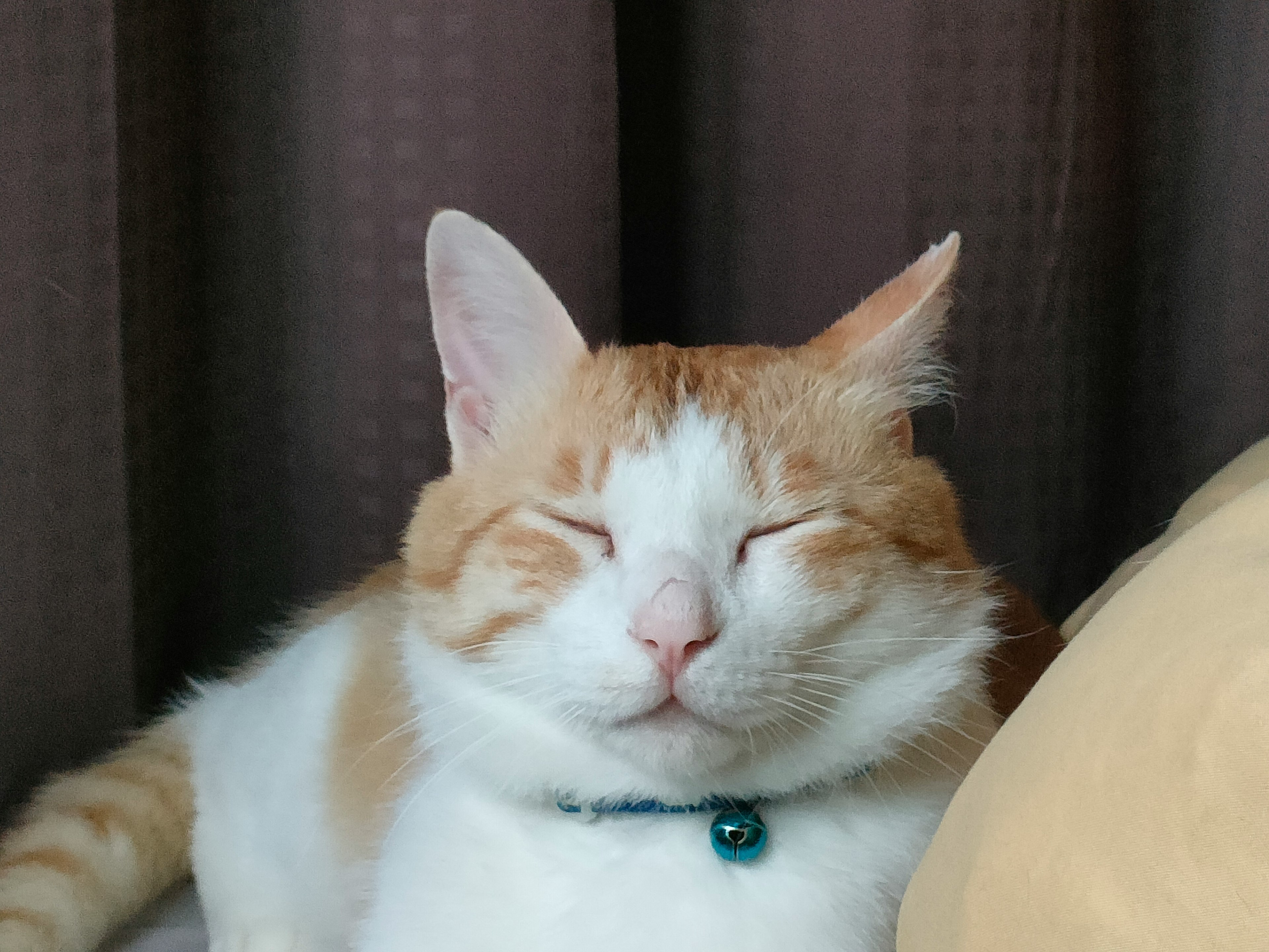 Un chat blanc et orange aux yeux fermés se relaxant paisiblement