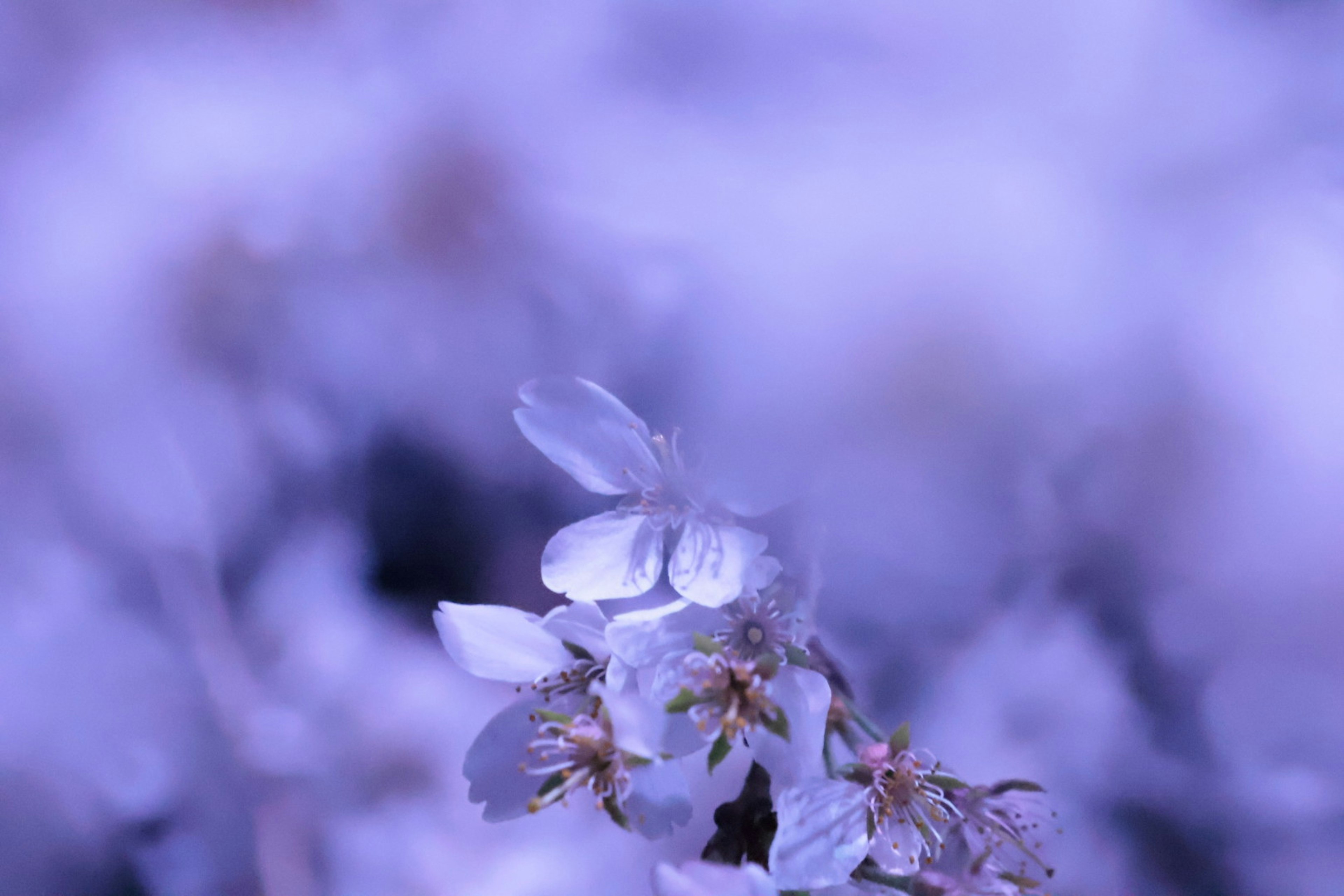 Nahaufnahme von zarten lila Kirschblüten mit weichem Hintergrund