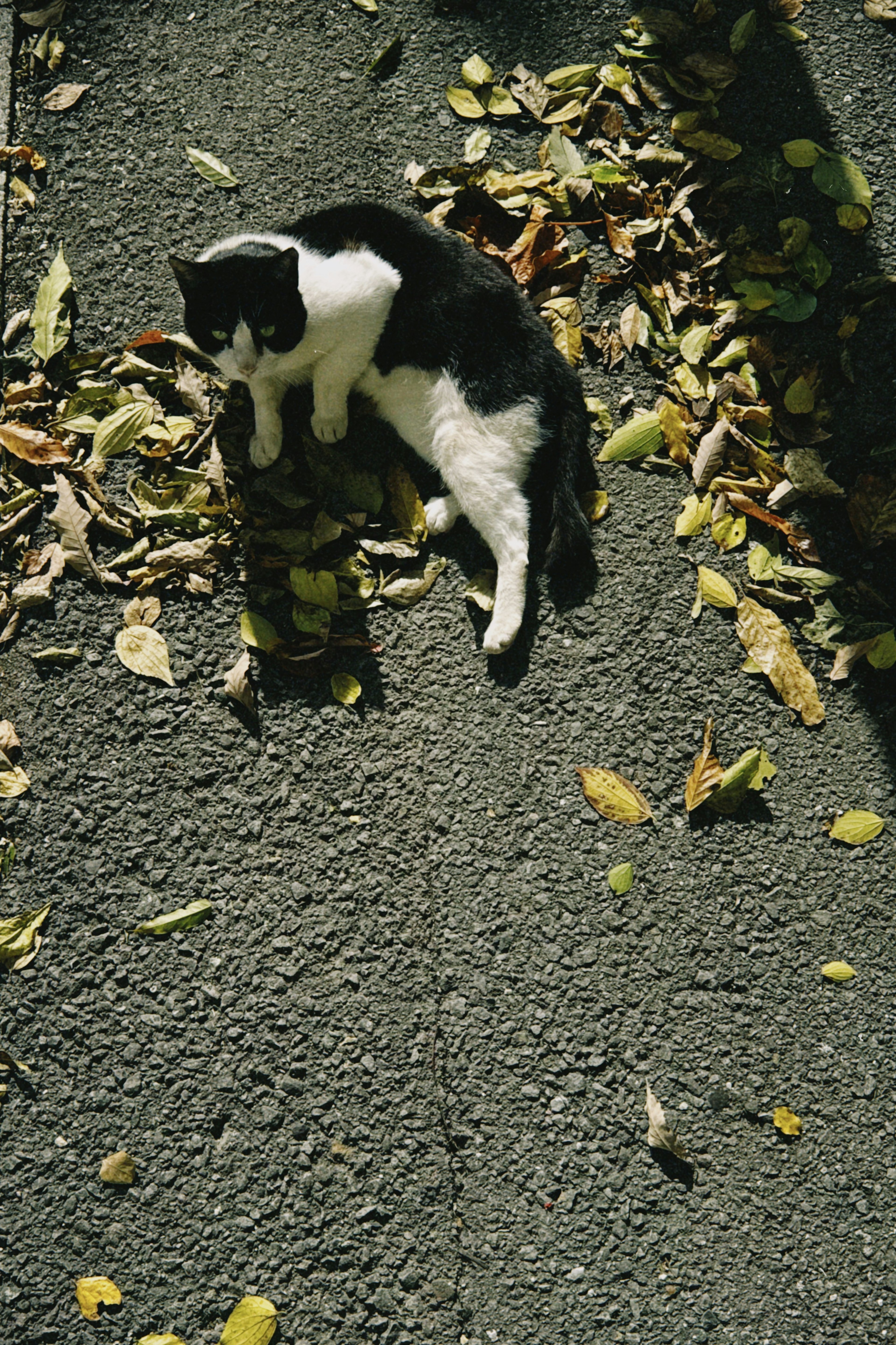 黒と白の猫が葉の上で横たわっている