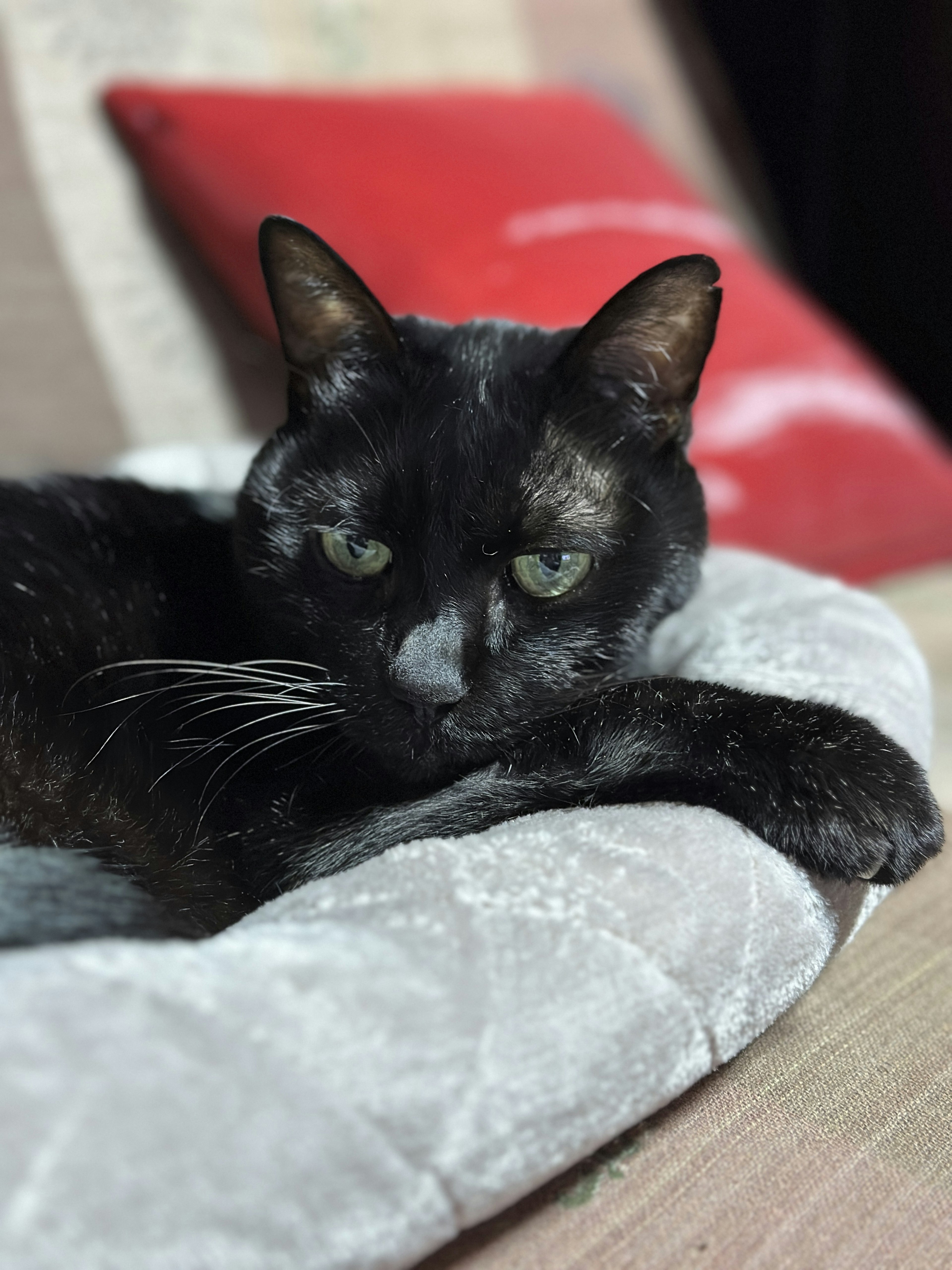 Un gato negro descansando sobre un cojín