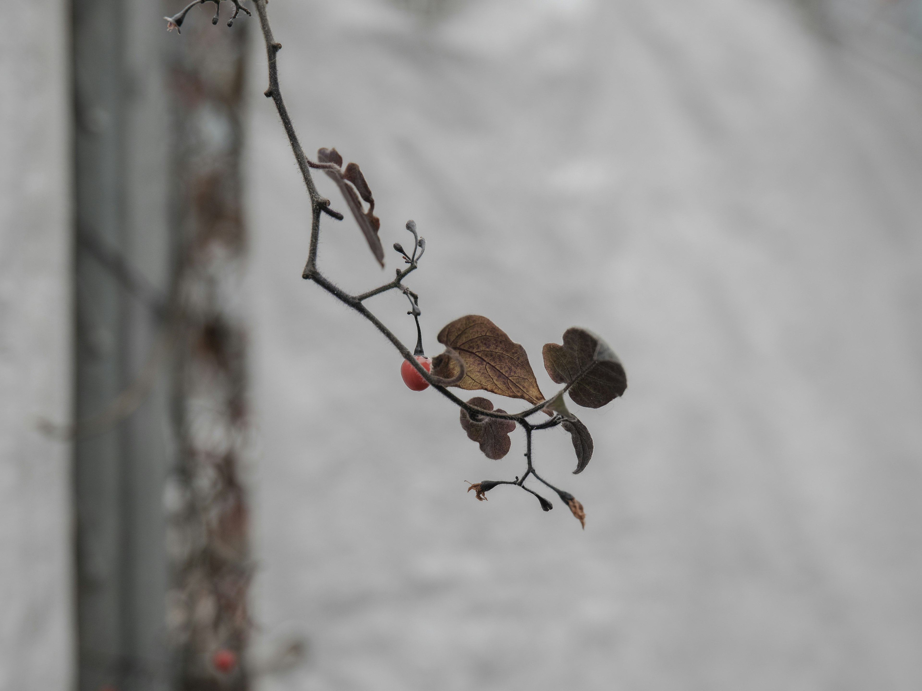 Thin branch with dried leaves and a single red berry against a gray background