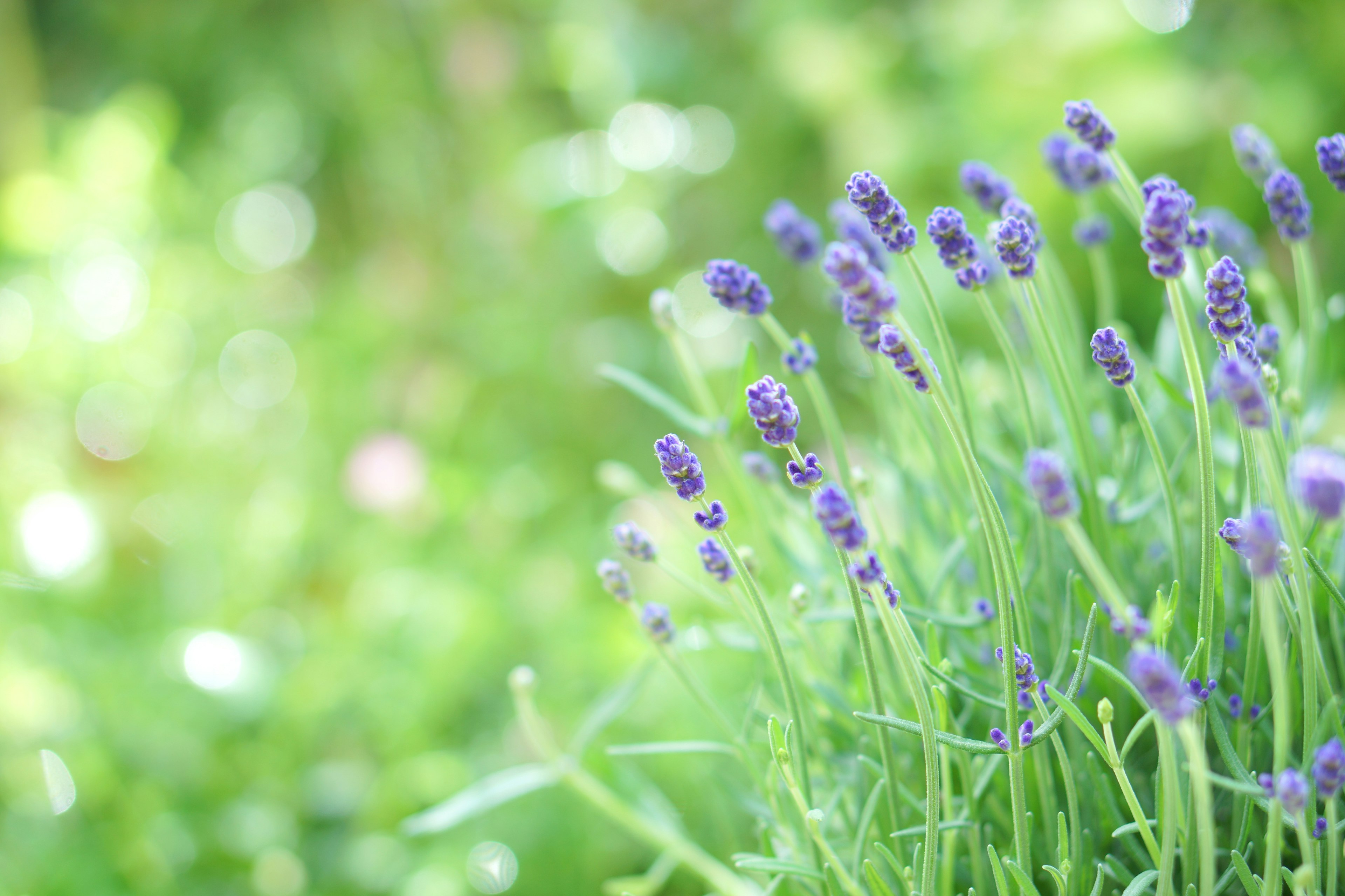 Lila Lavendelblüten vor grünem Hintergrund