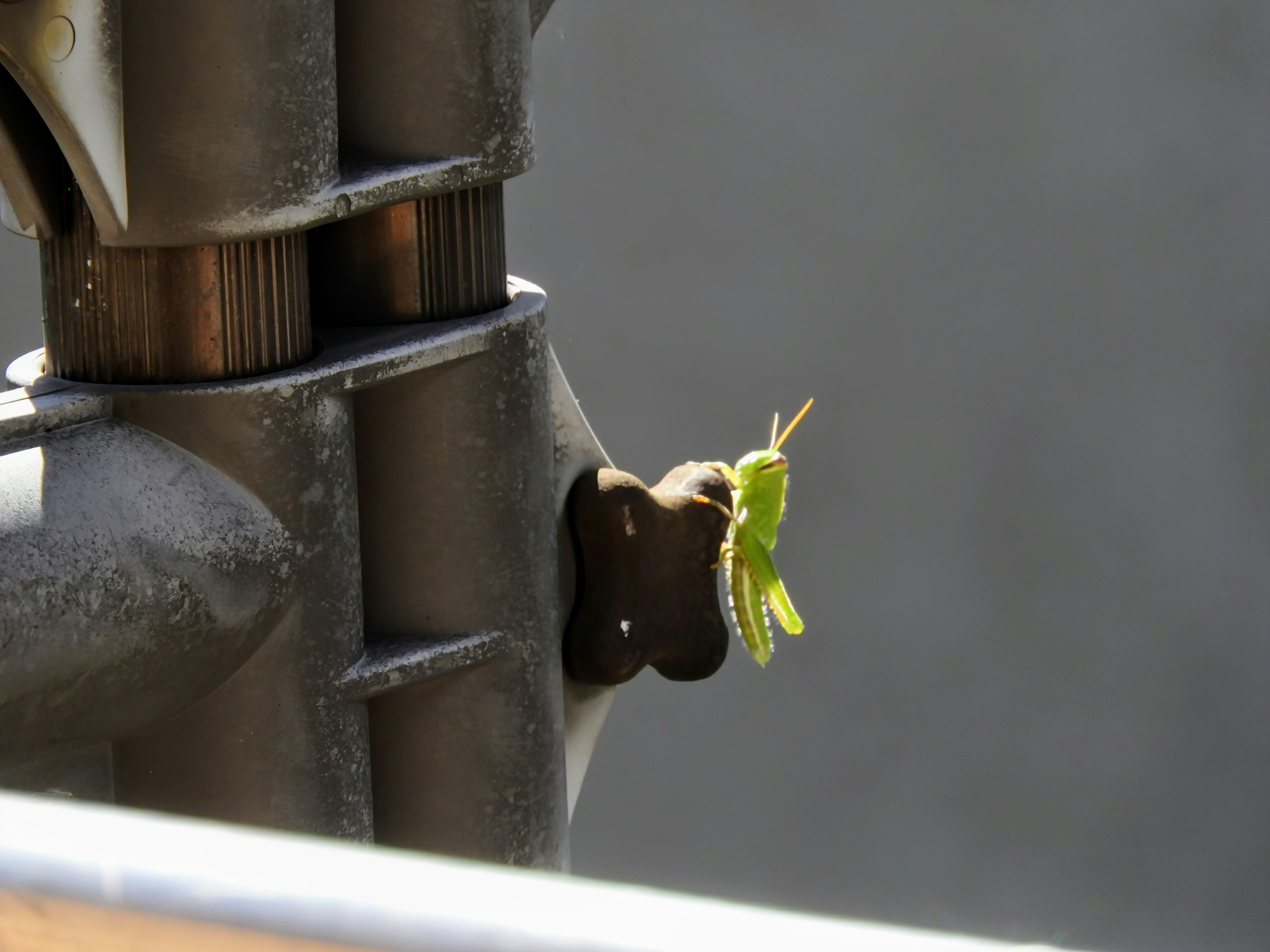 Una cavalletta verde appollaiata su un tubo di metallo