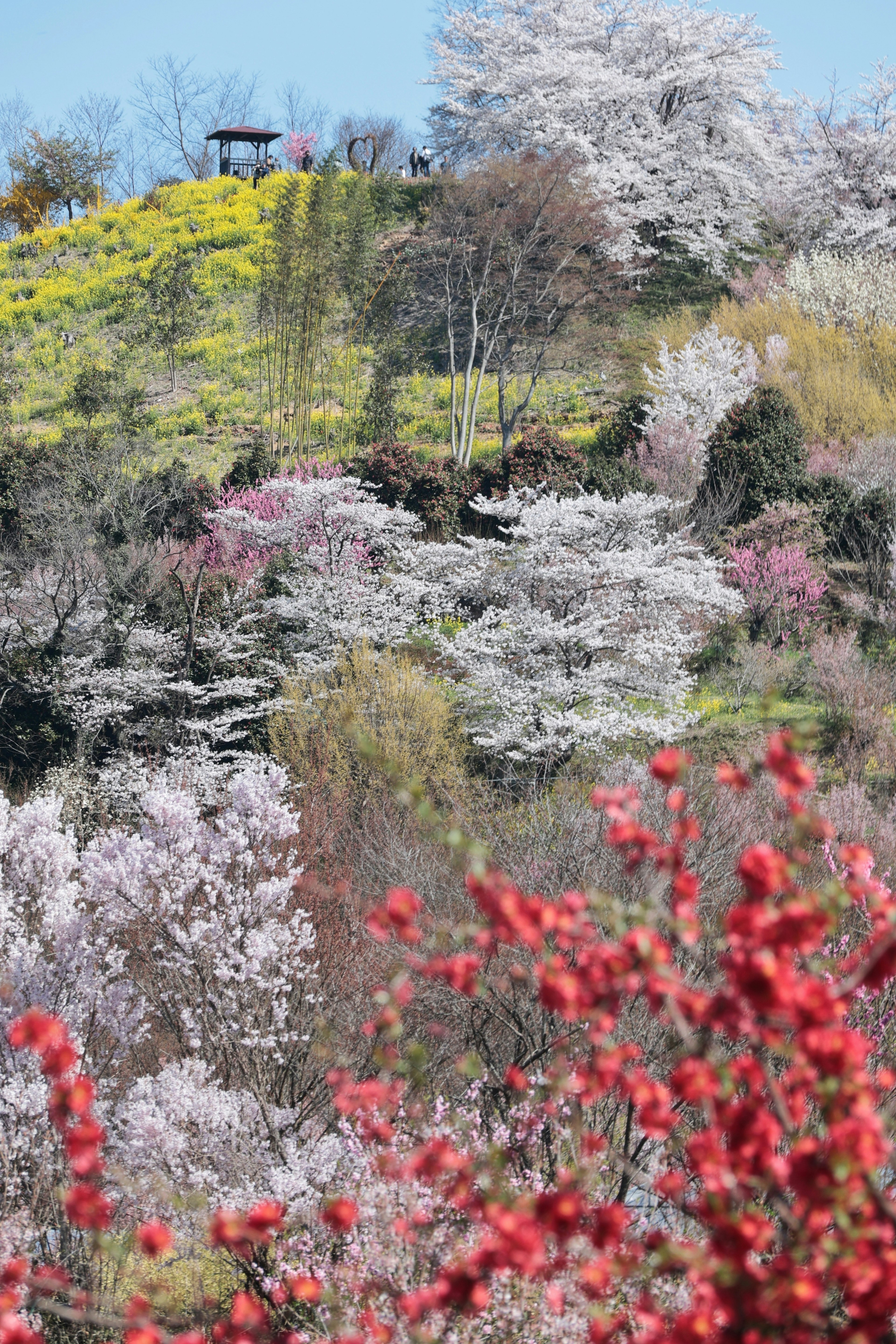 Paesaggio collinare colorato con fiori in fiore