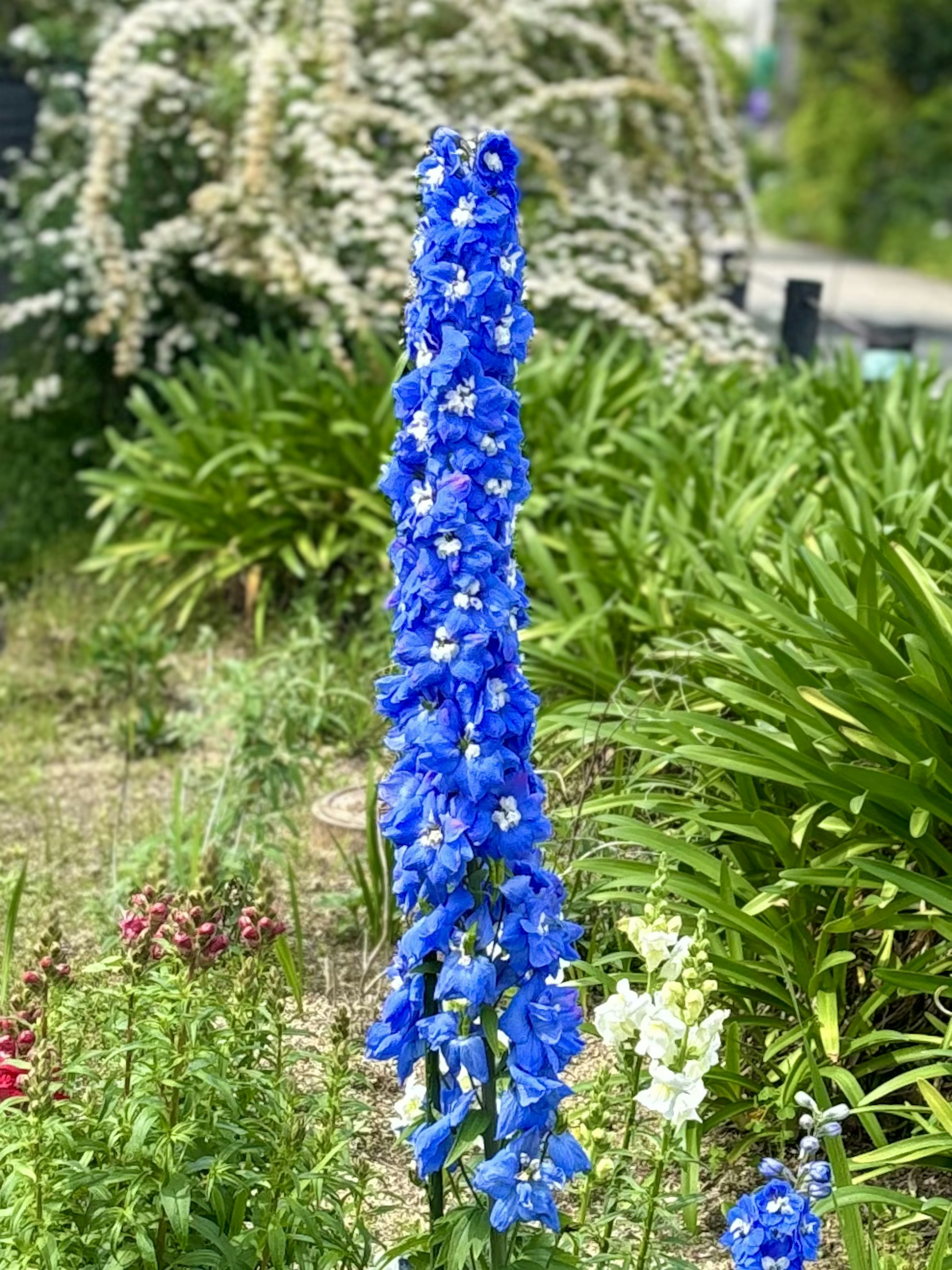 Tall blue delphinium flowers in a vibrant garden setting