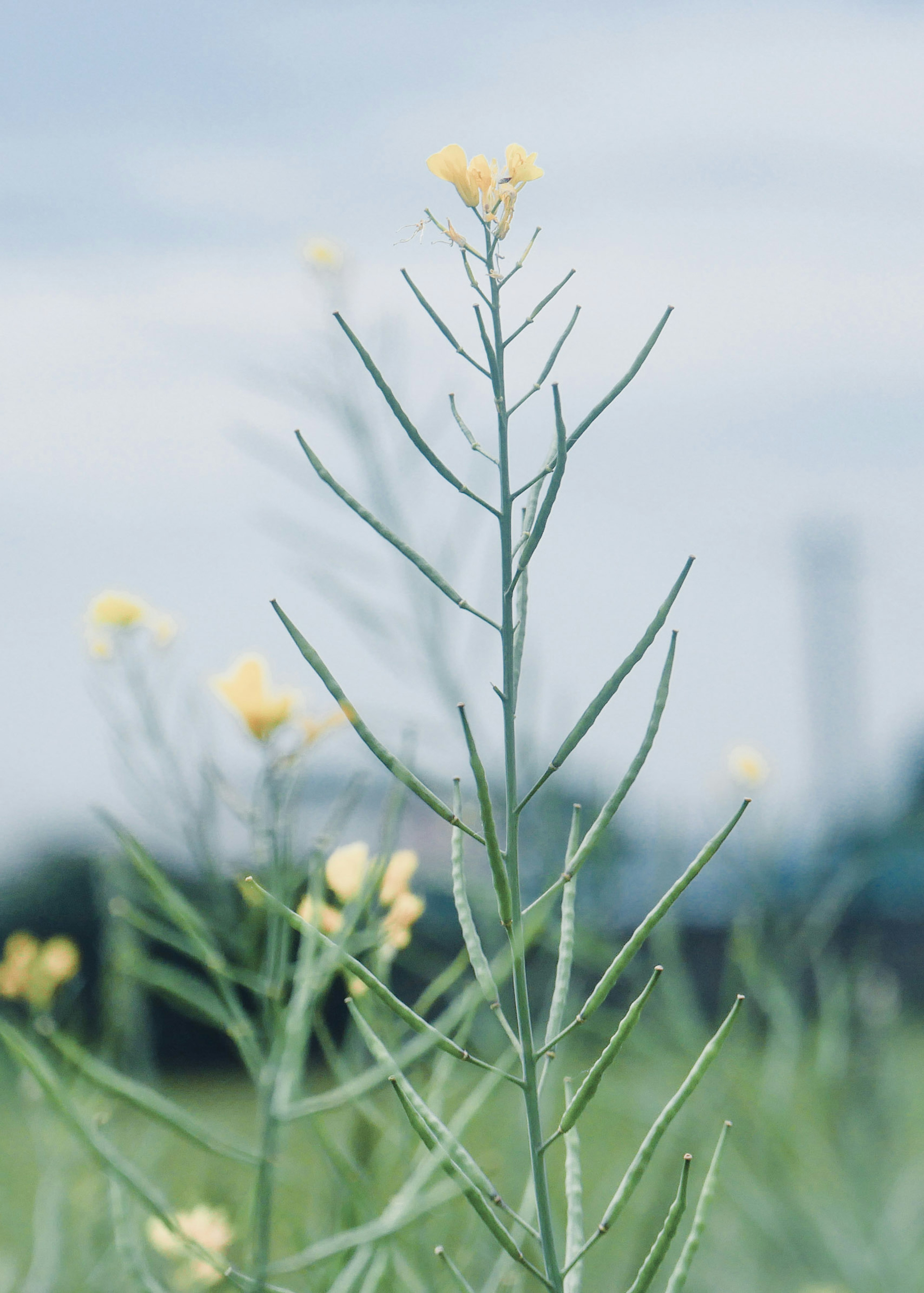 Nahaufnahme einer schlanken Pflanze mit gelben Blumen