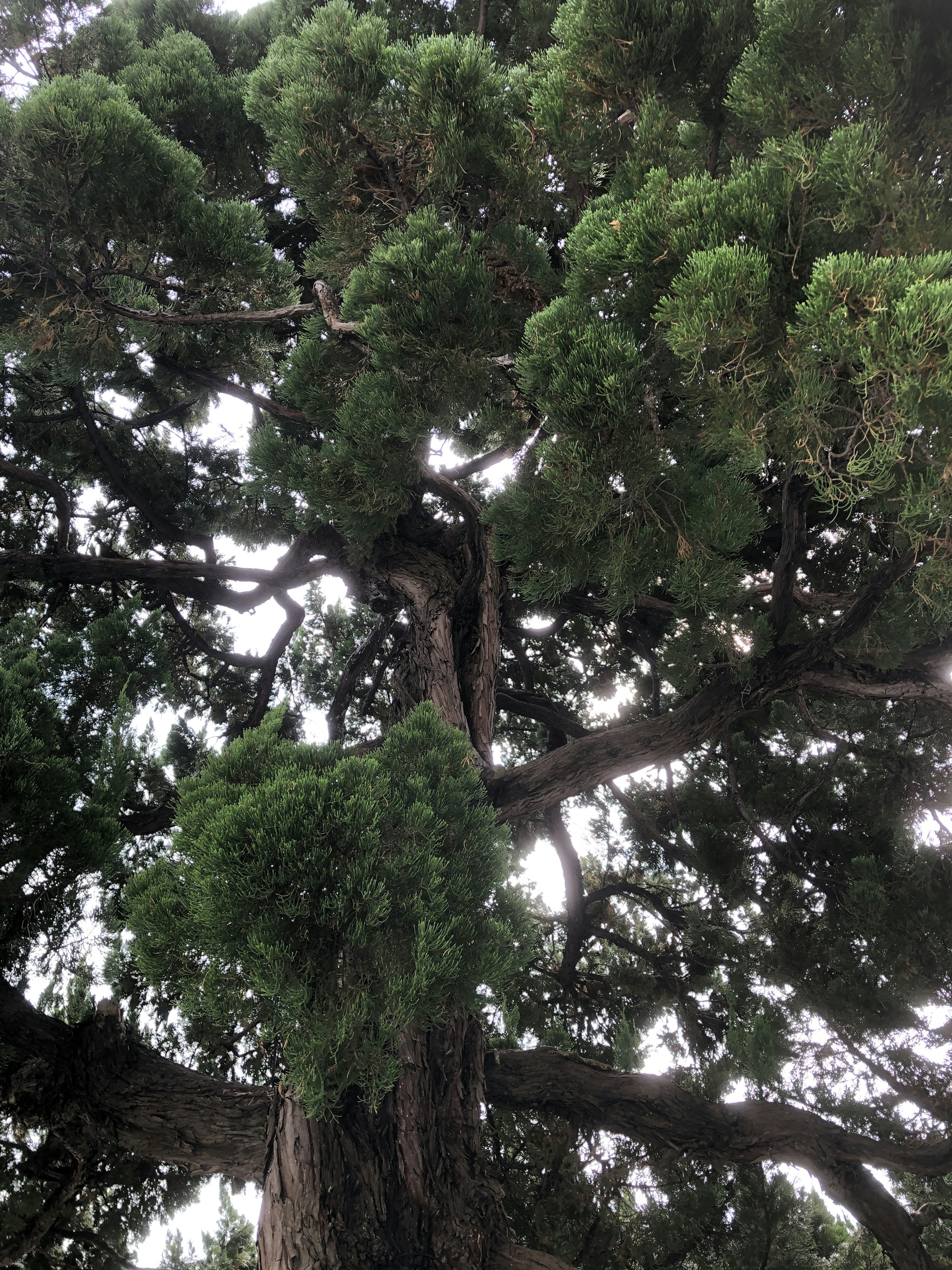 Primo piano di un albero verdeggiante con foglie e tronco visibili