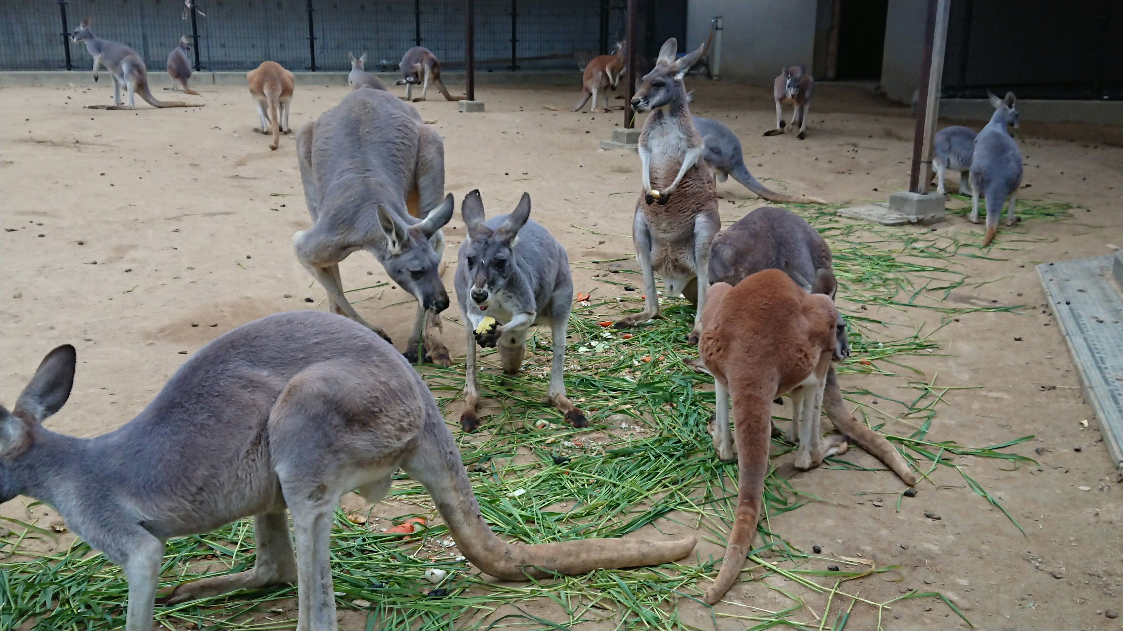 Groupe de kangourous se nourrissant d'herbe dans un zoo