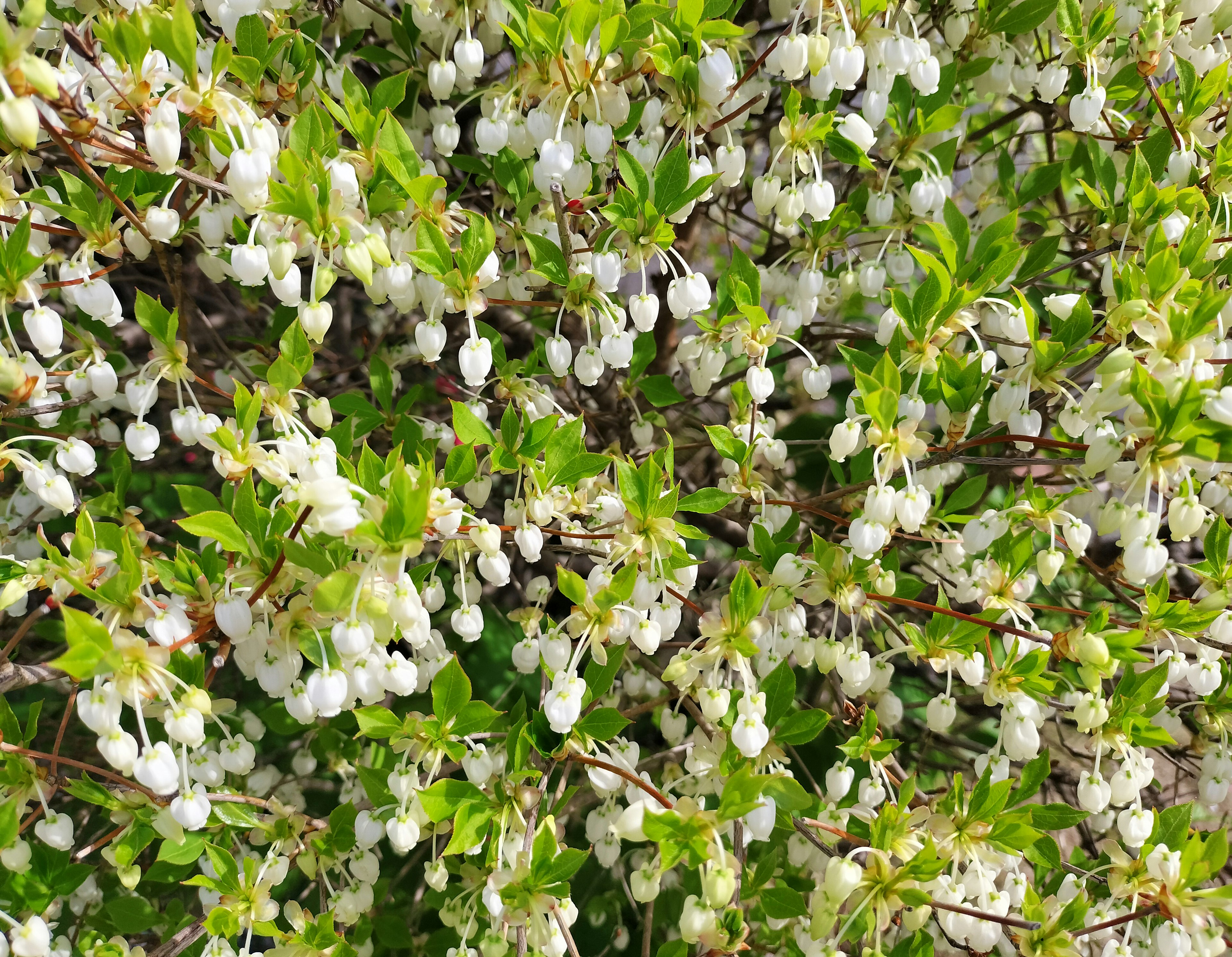 白い花と緑の葉が生い茂る茂みのクローズアップ