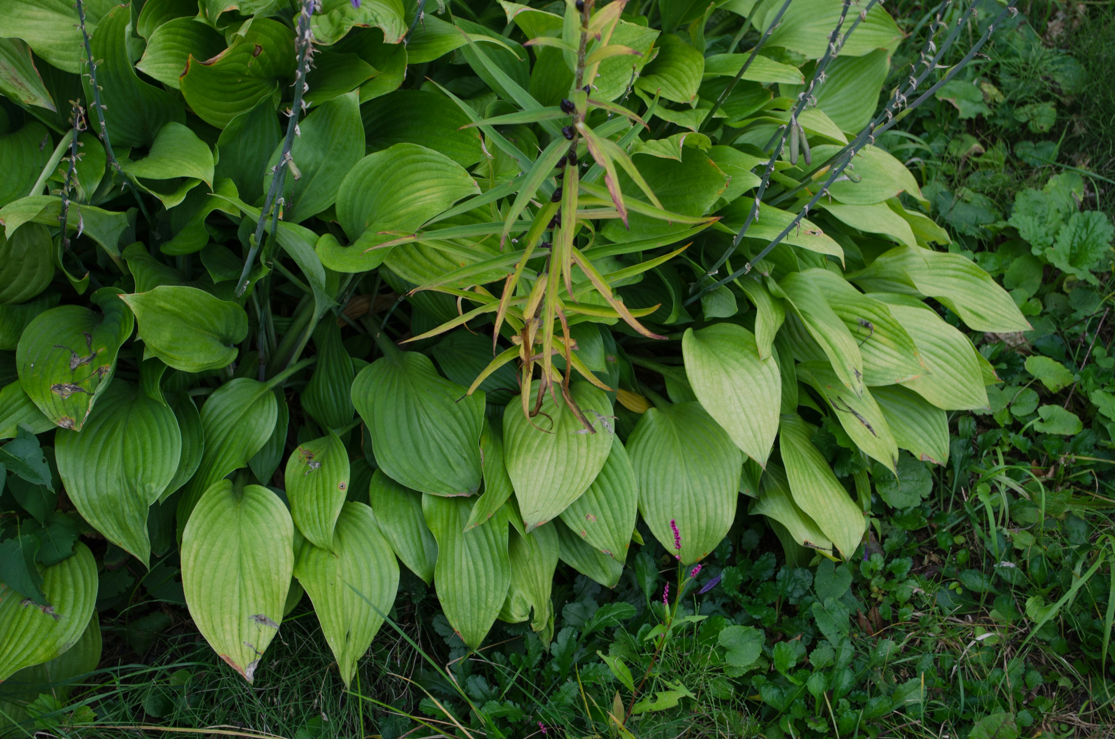 Kedekatan tanaman dengan daun hijau lebat